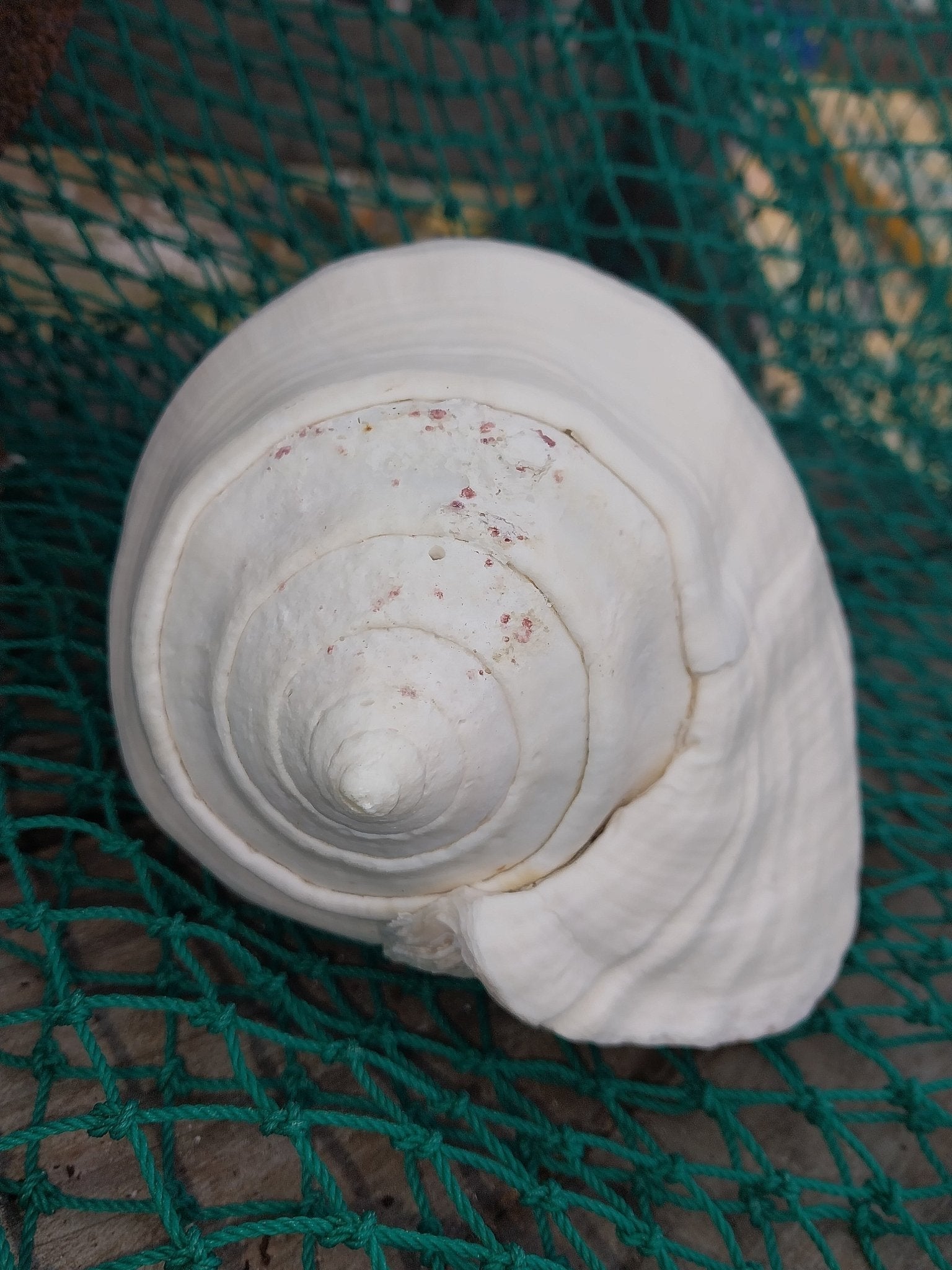 Titanostrombus Galeatus Eastern Pacific Giant Conch Shell