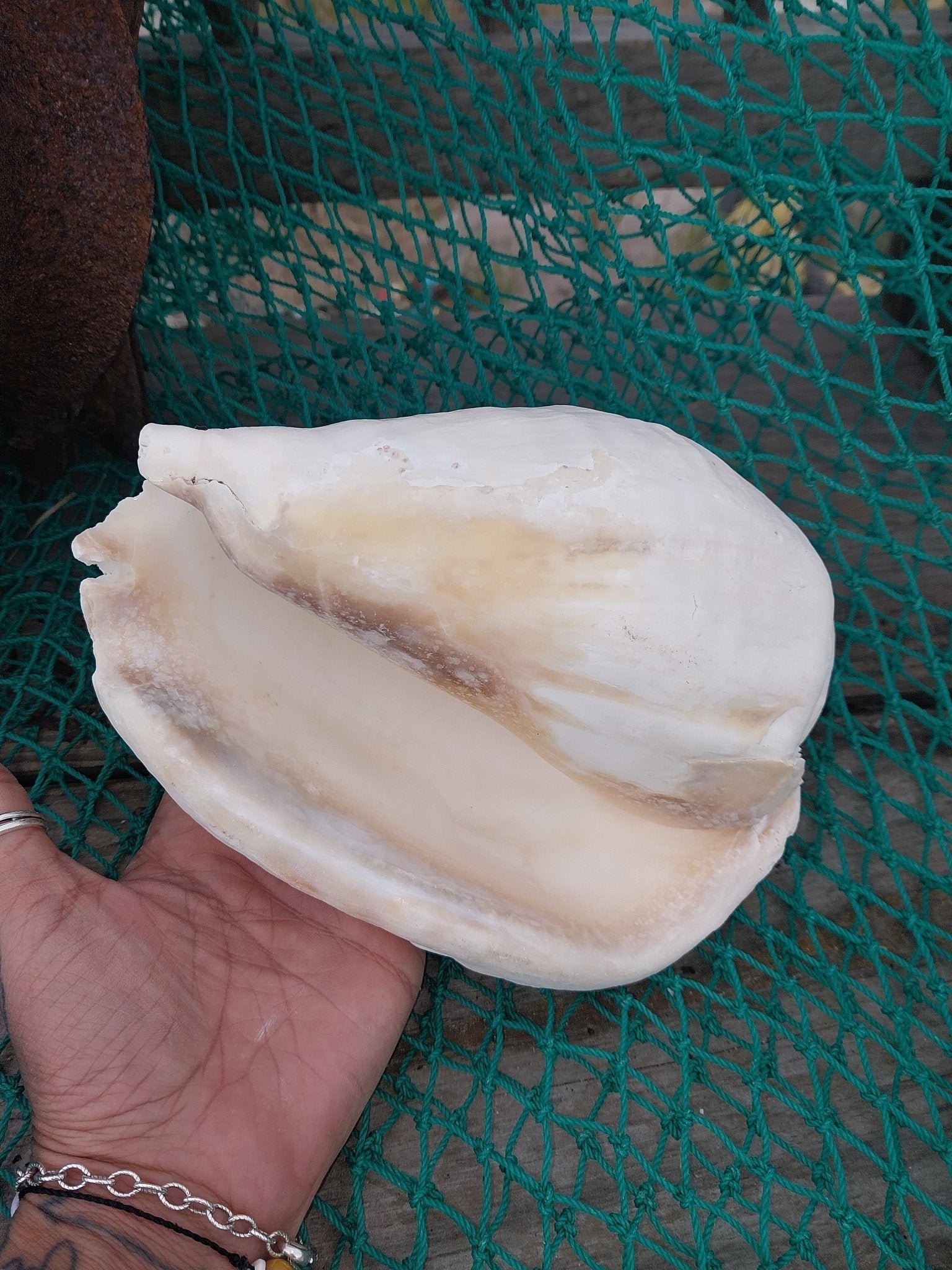 Titanostrombus Galeatus Eastern Pacific Giant Conch Shell