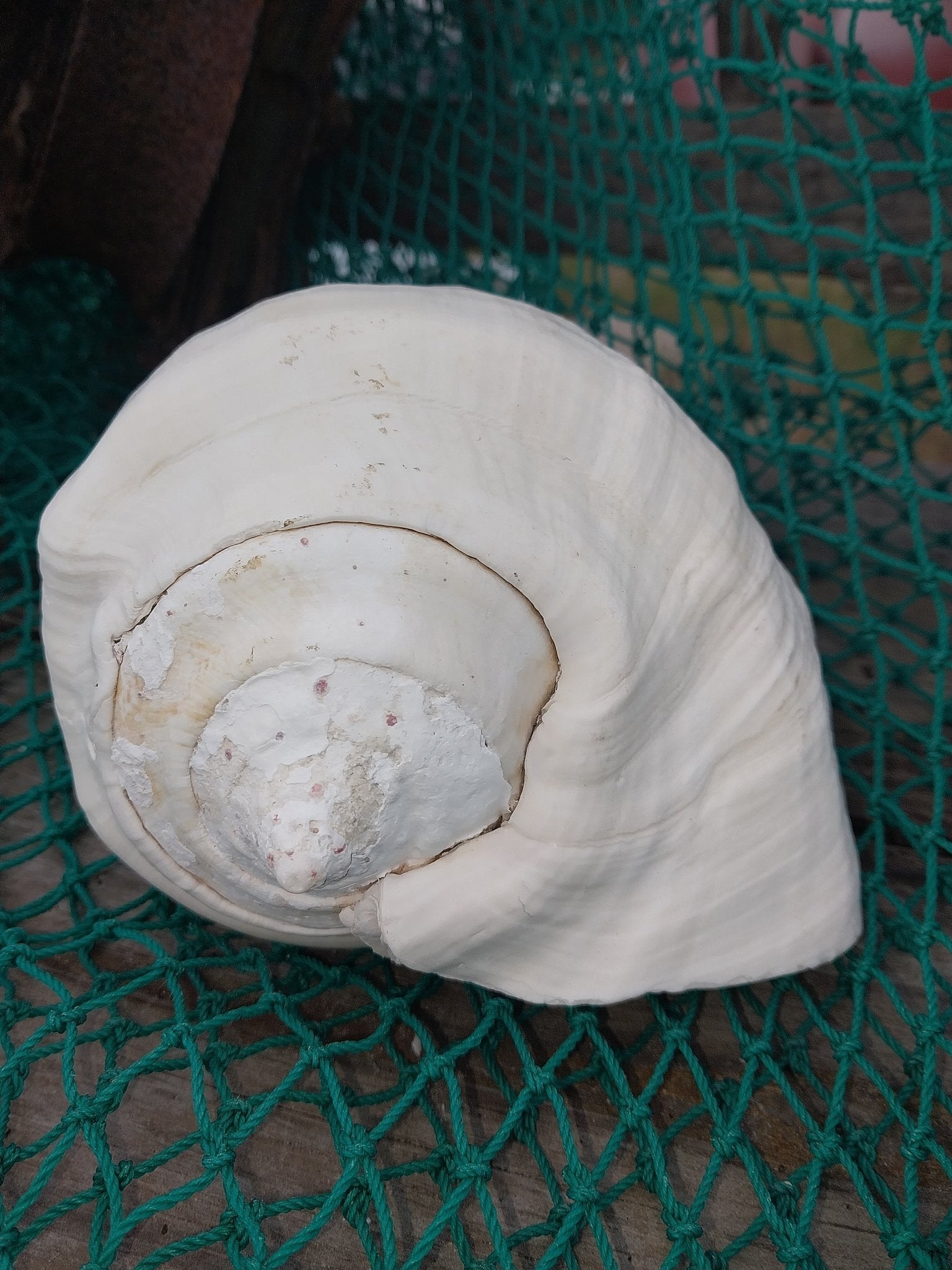 Titanostrombus Galeatus Eastern Pacific Giant Conch Shell