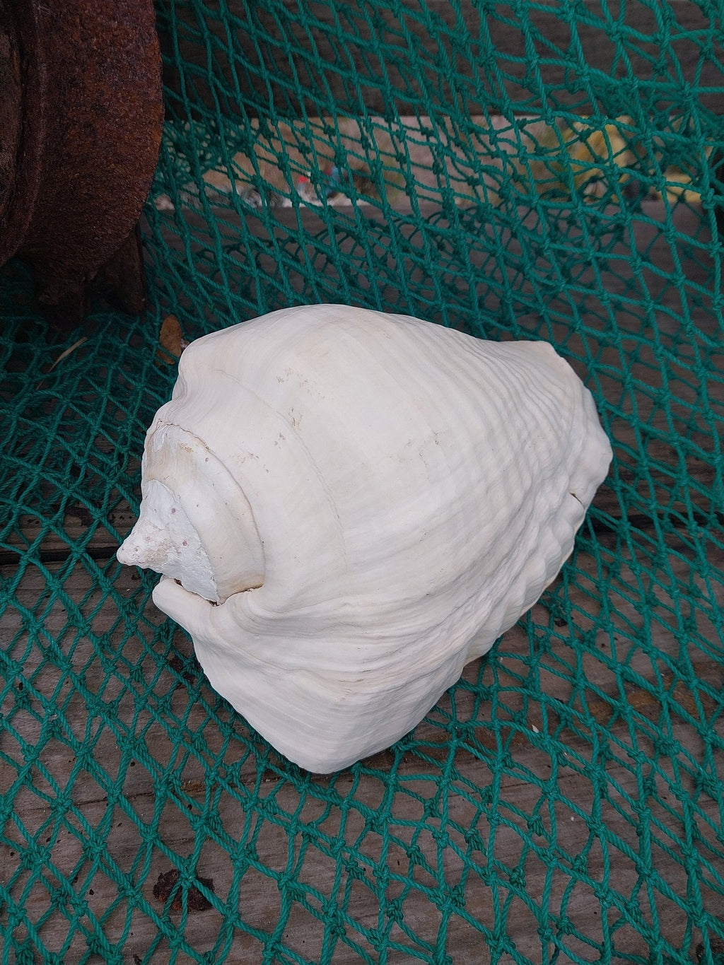 Titanostrombus Galeatus Eastern Pacific Giant Conch Shell