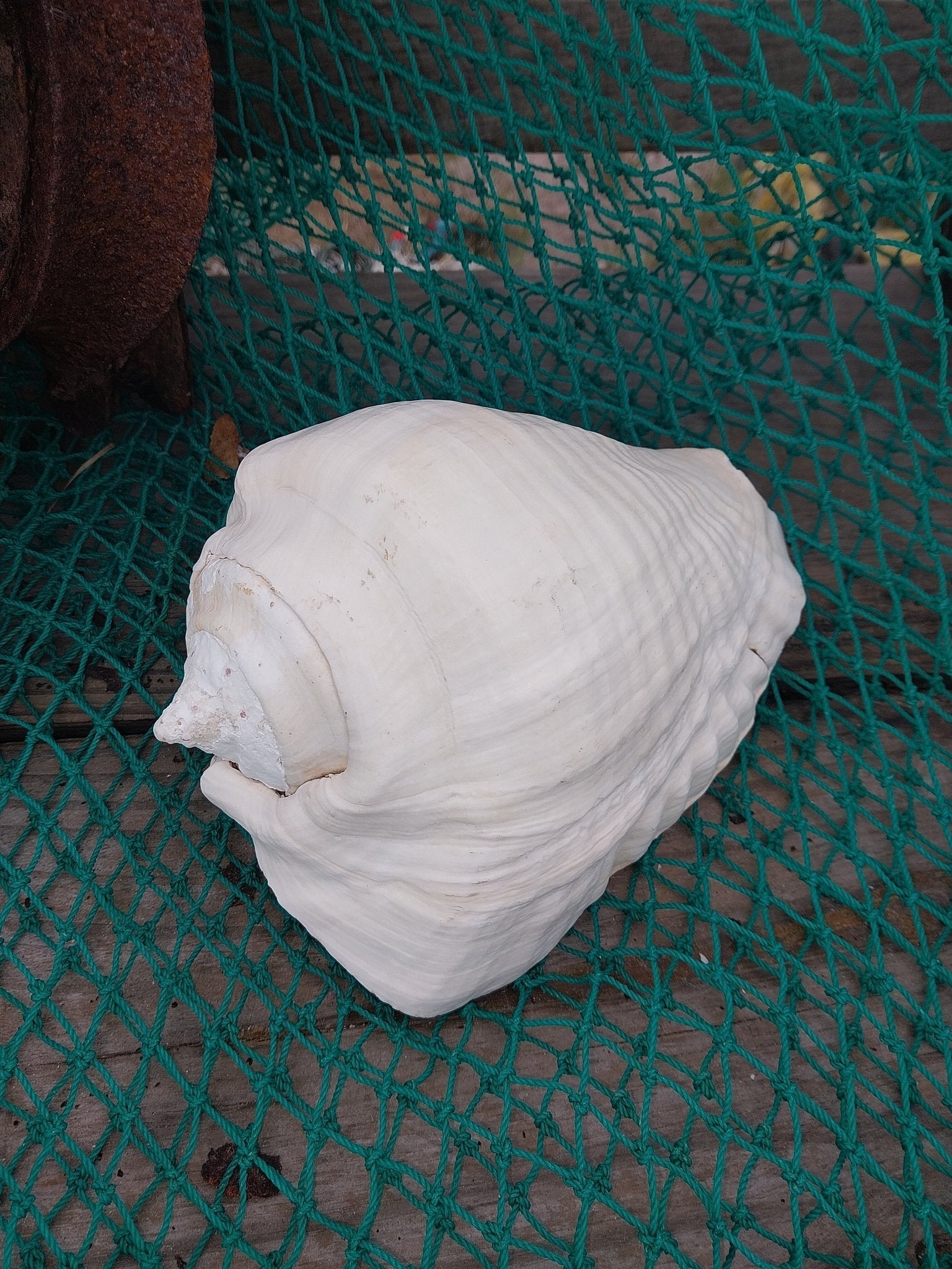 Titanostrombus Galeatus Eastern Pacific Giant Conch Shell