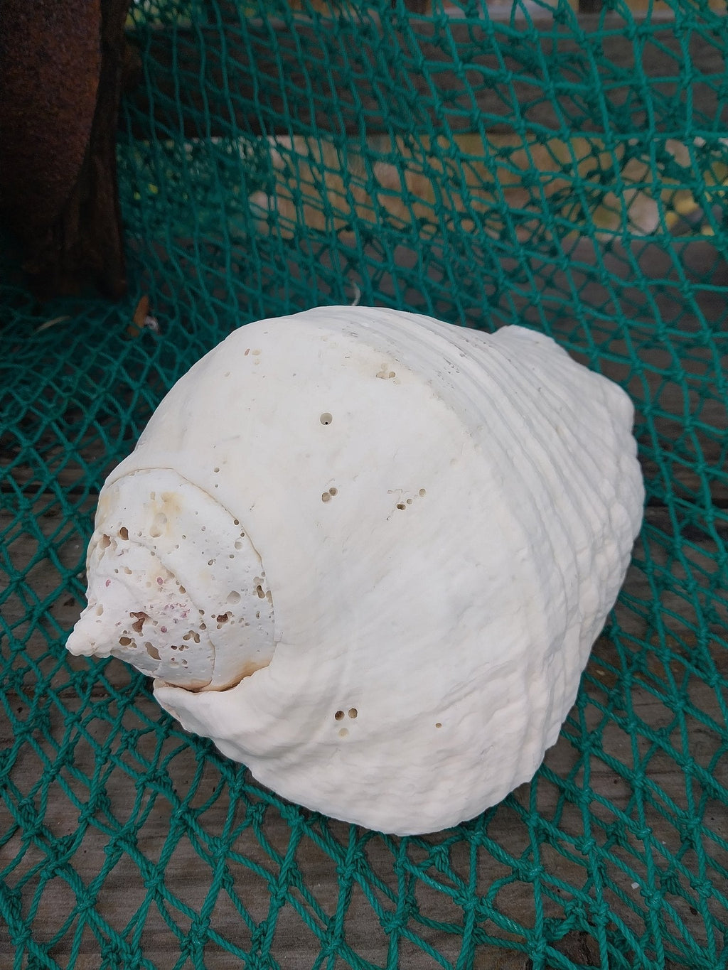Titanostrombus Galeatus Eastern Pacific Giant Conch Shell