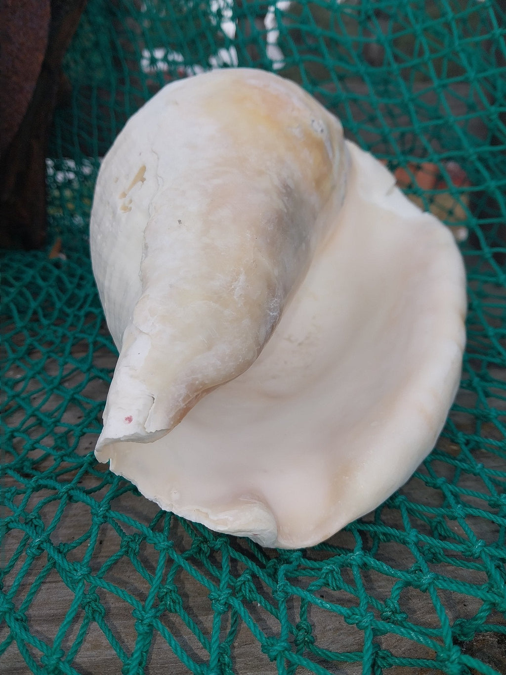 Titanostrombus Galeatus Eastern Pacific Giant Conch Shell