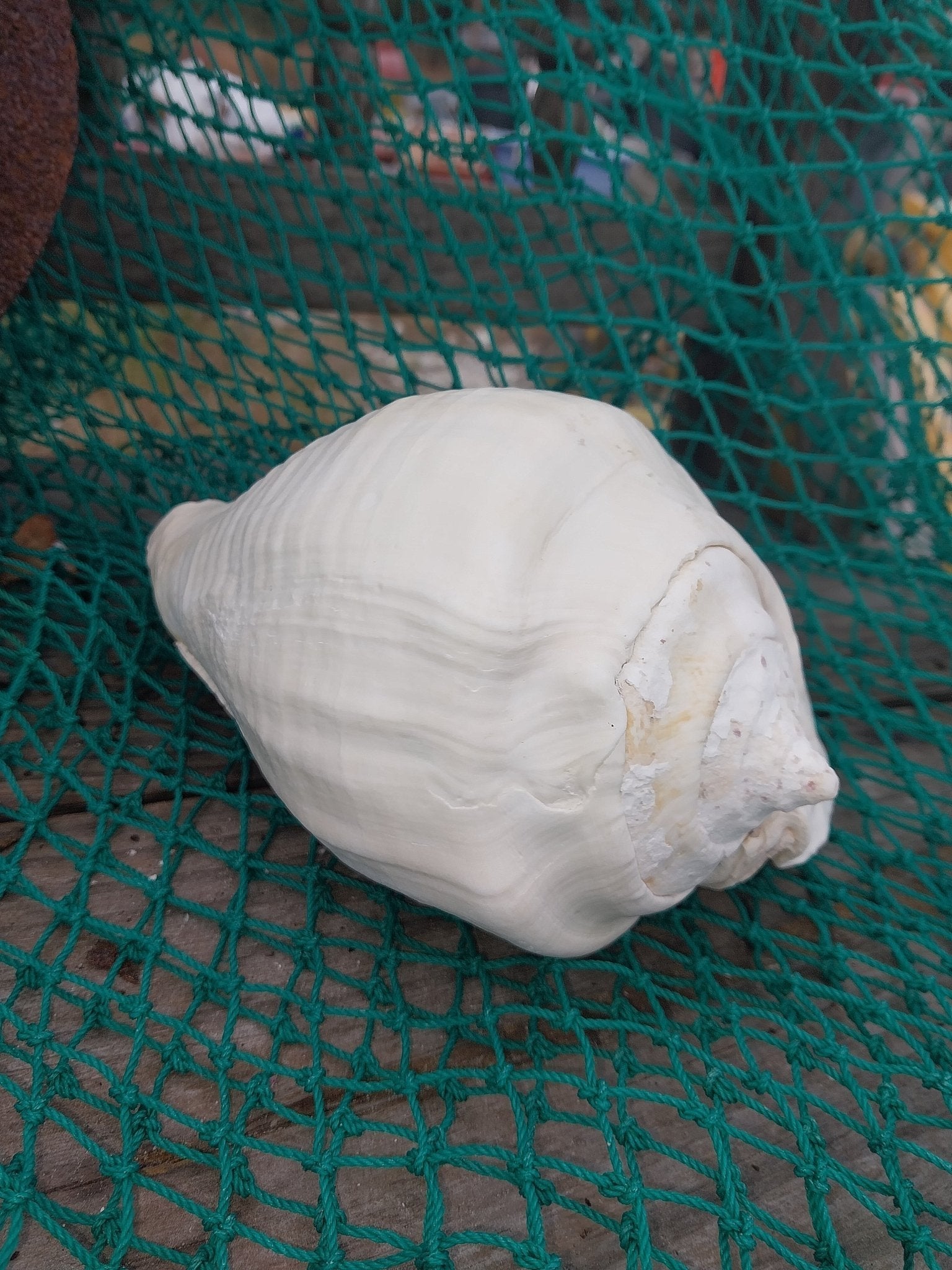 Titanostrombus Galeatus Eastern Pacific Giant Conch Shell
