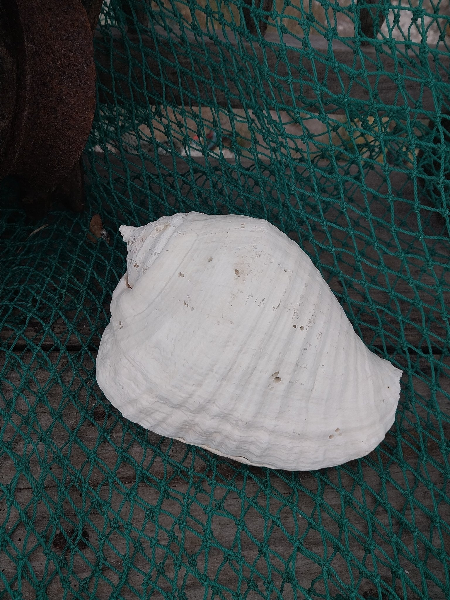 Titanostrombus Galeatus Eastern Pacific Giant Conch Shell