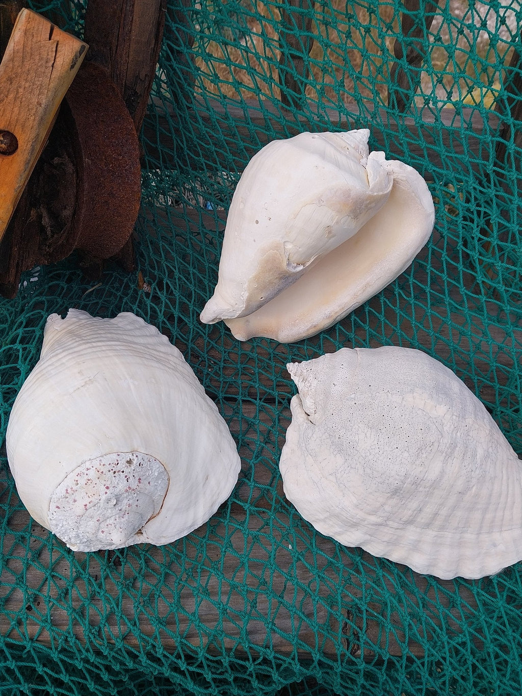 Titanostrombus Galeatus Eastern Pacific Giant Conch Shell