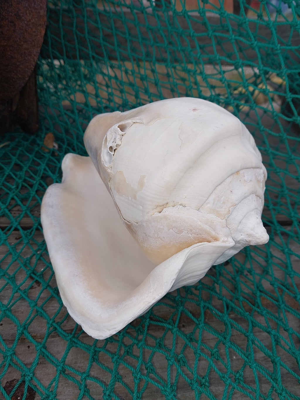 Titanostrombus Galeatus Eastern Pacific Giant Conch Shell