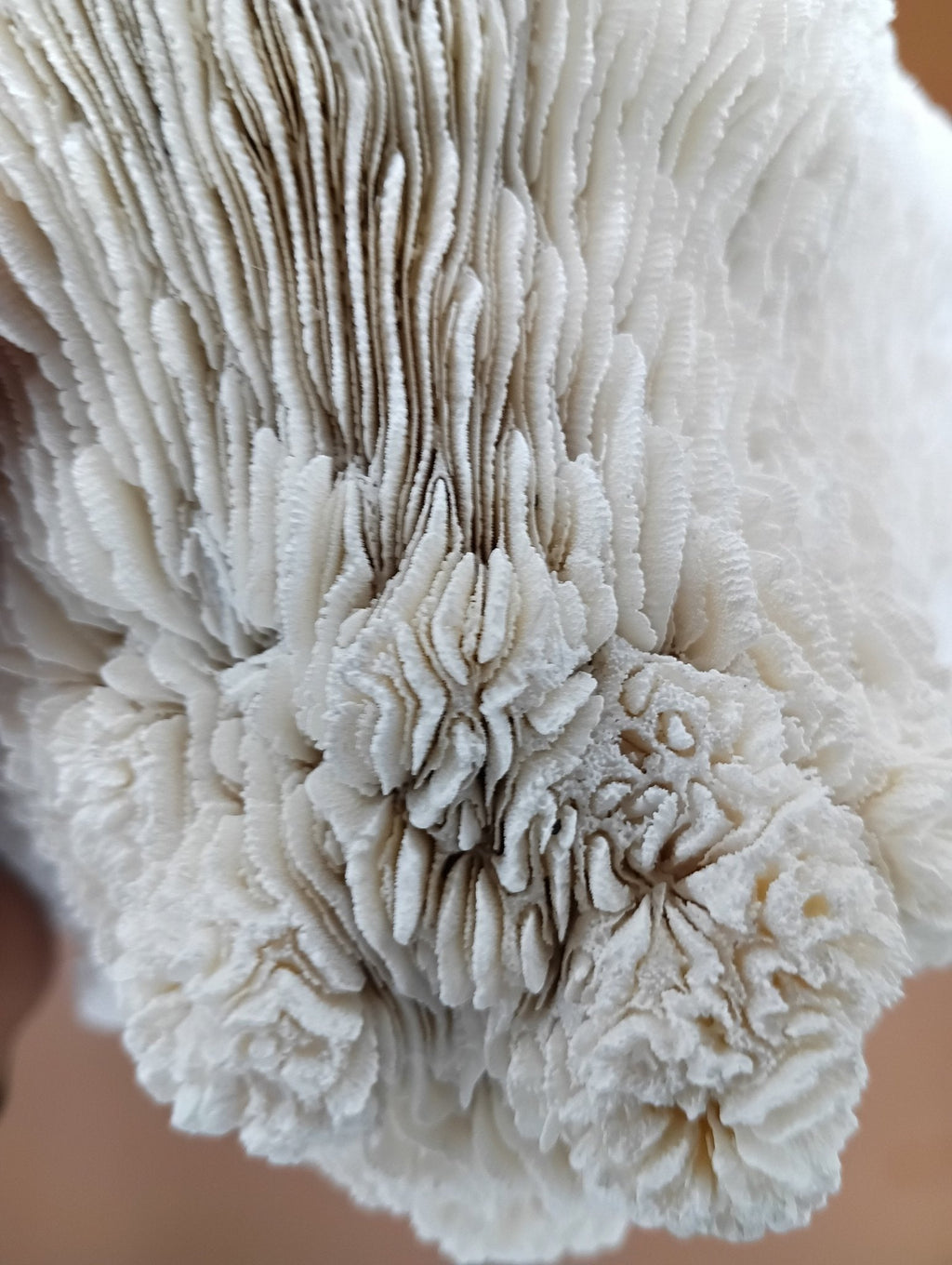 Tongue Mushroom Coral 14" Oblong Bowl Shape, Coral Skeleton