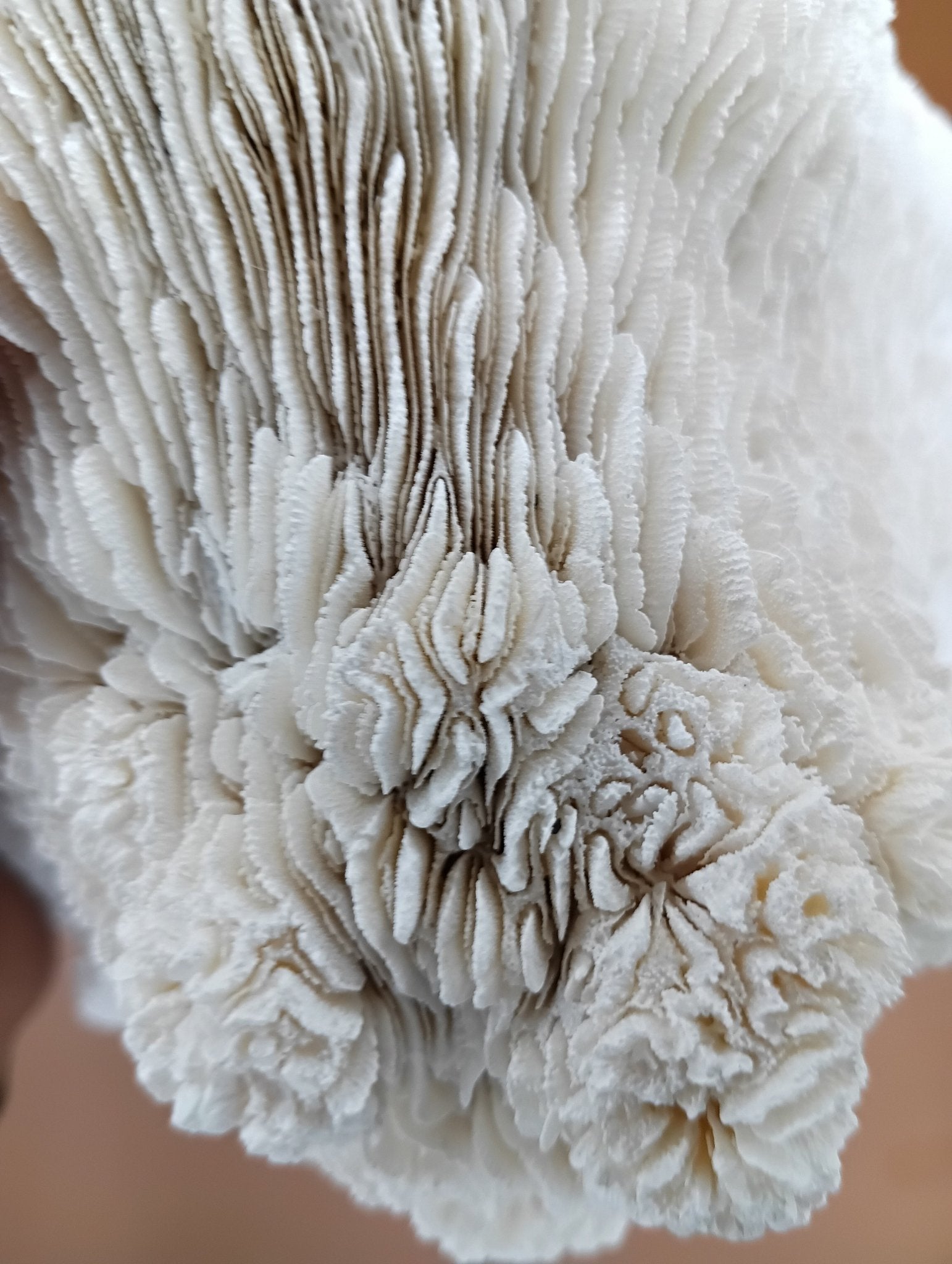 Tongue Mushroom Coral 14" Oblong Bowl Shape, Coral Skeleton