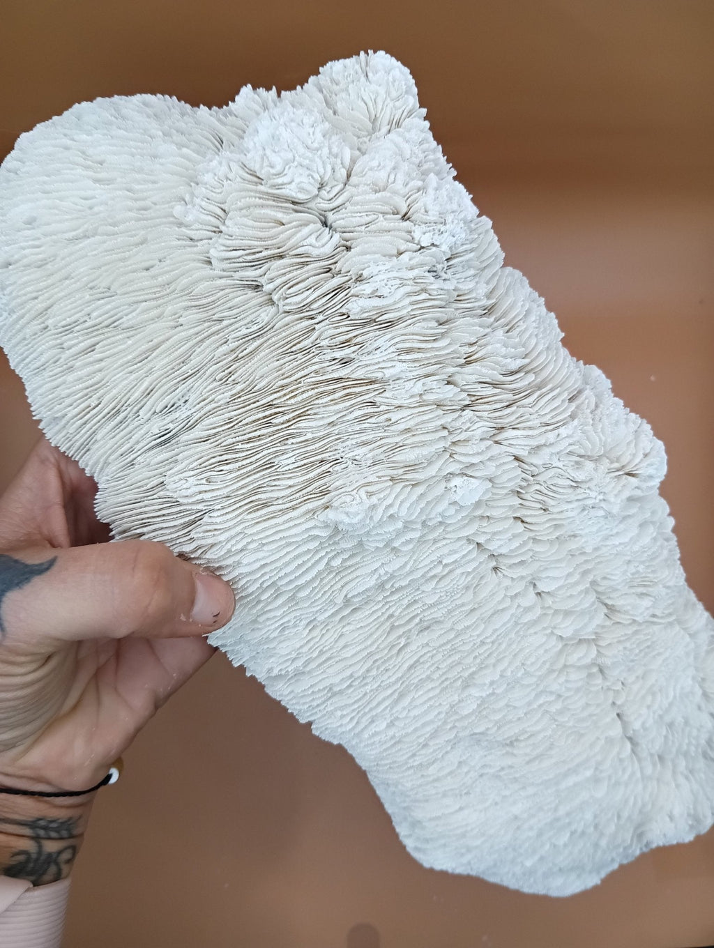 Tongue Mushroom Coral 14" Oblong Bowl Shape, Coral Skeleton