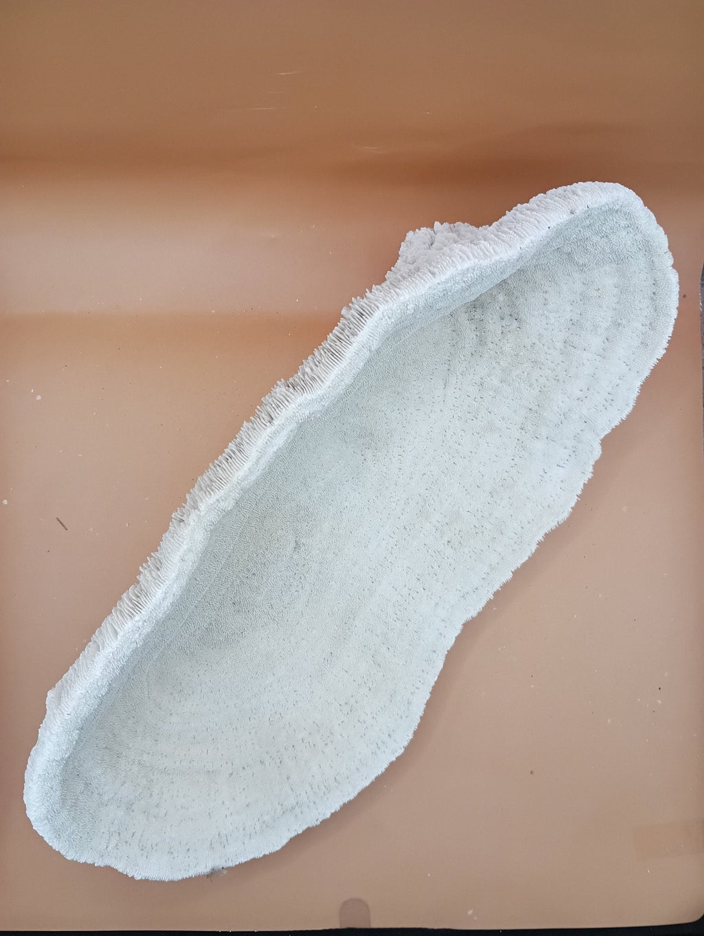 Tongue Mushroom Coral 14" Oblong Bowl Shape, Coral Skeleton