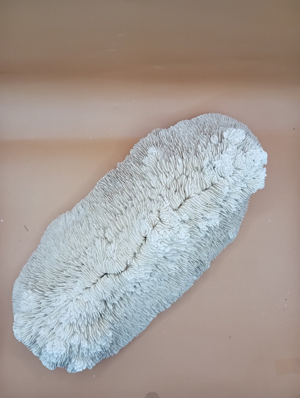 Tongue Mushroom Coral 14" Oblong Bowl Shape, Coral Skeleton