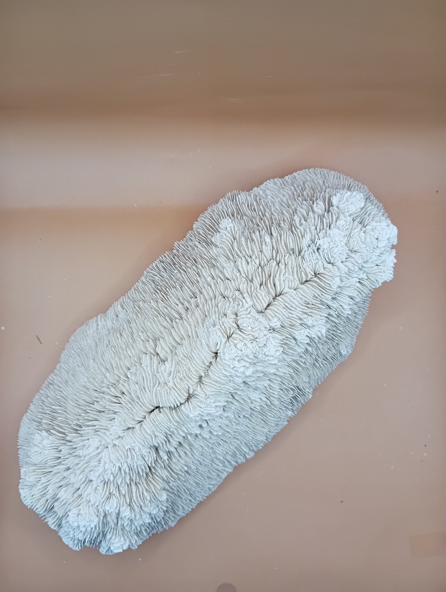 Tongue Mushroom Coral 14" Oblong Bowl Shape, Coral Skeleton