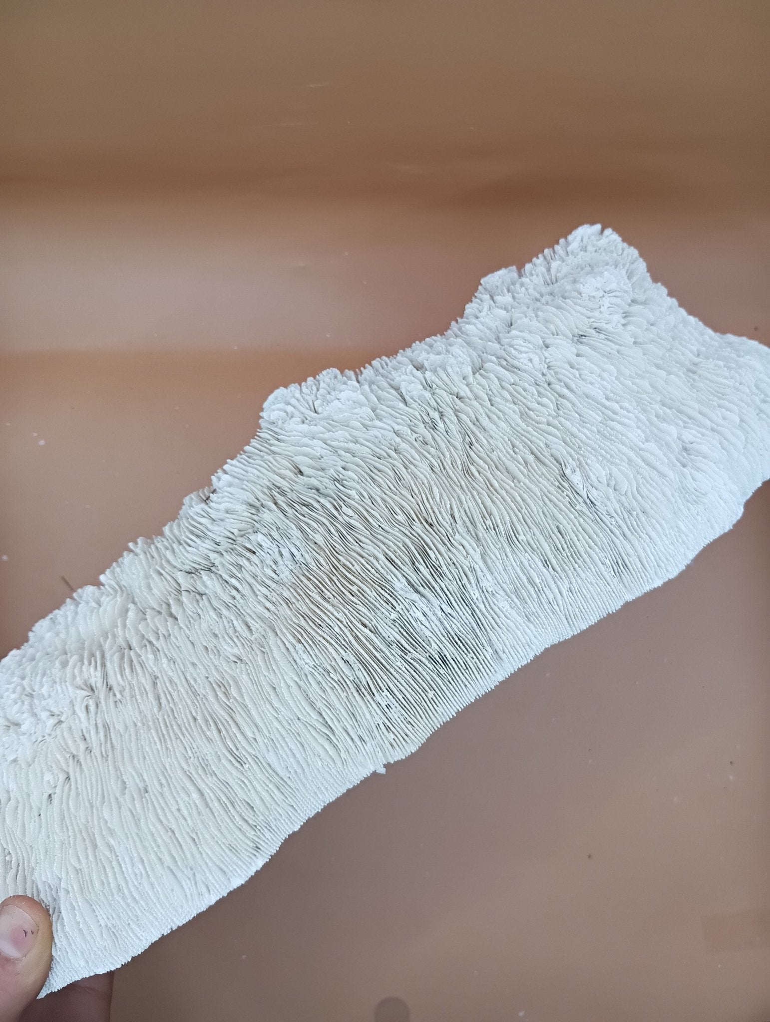 Tongue Mushroom Coral 14" Oblong Bowl Shape, Coral Skeleton