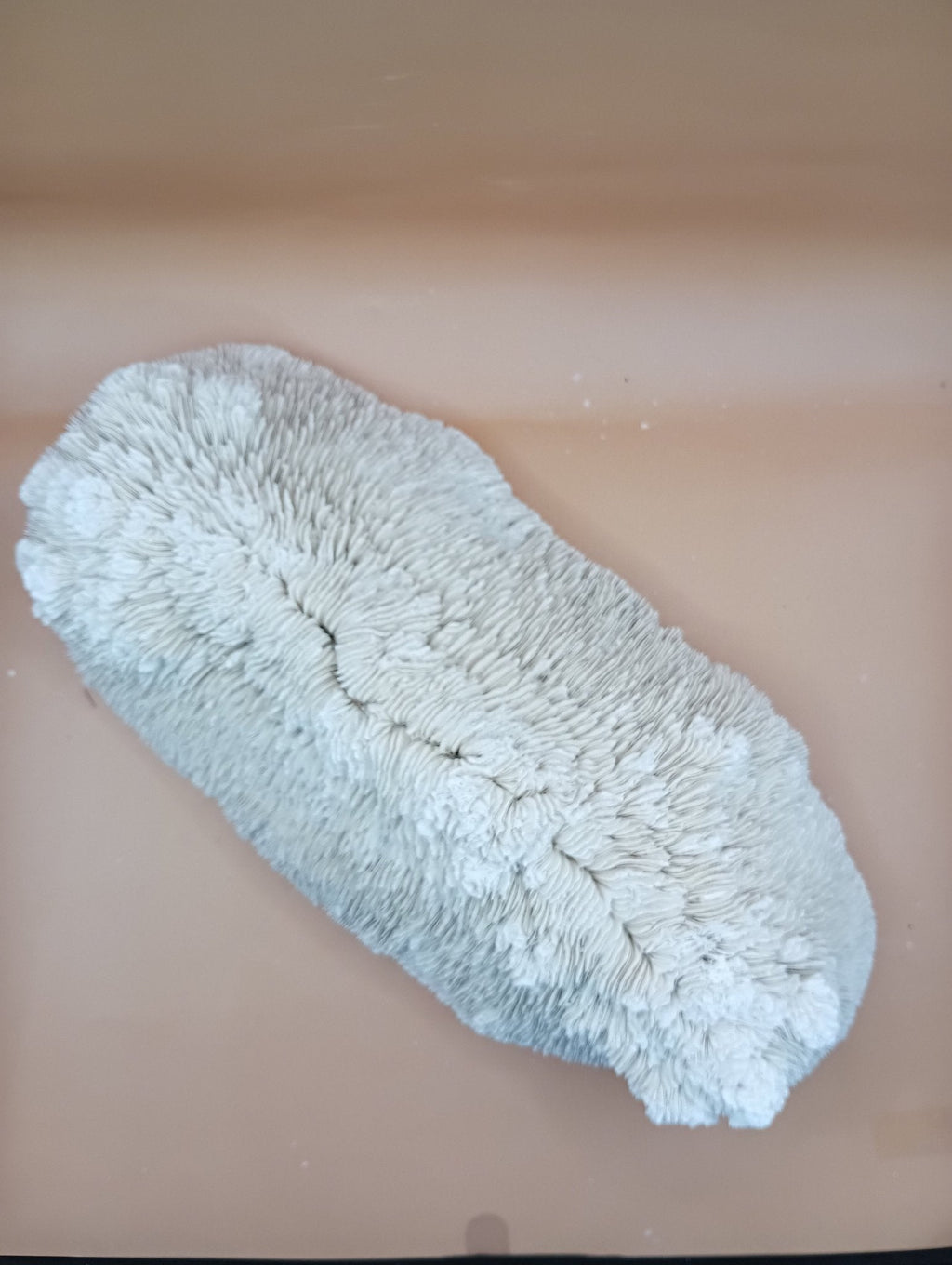 Tongue Mushroom Coral 14" Oblong Bowl Shape, Coral Skeleton