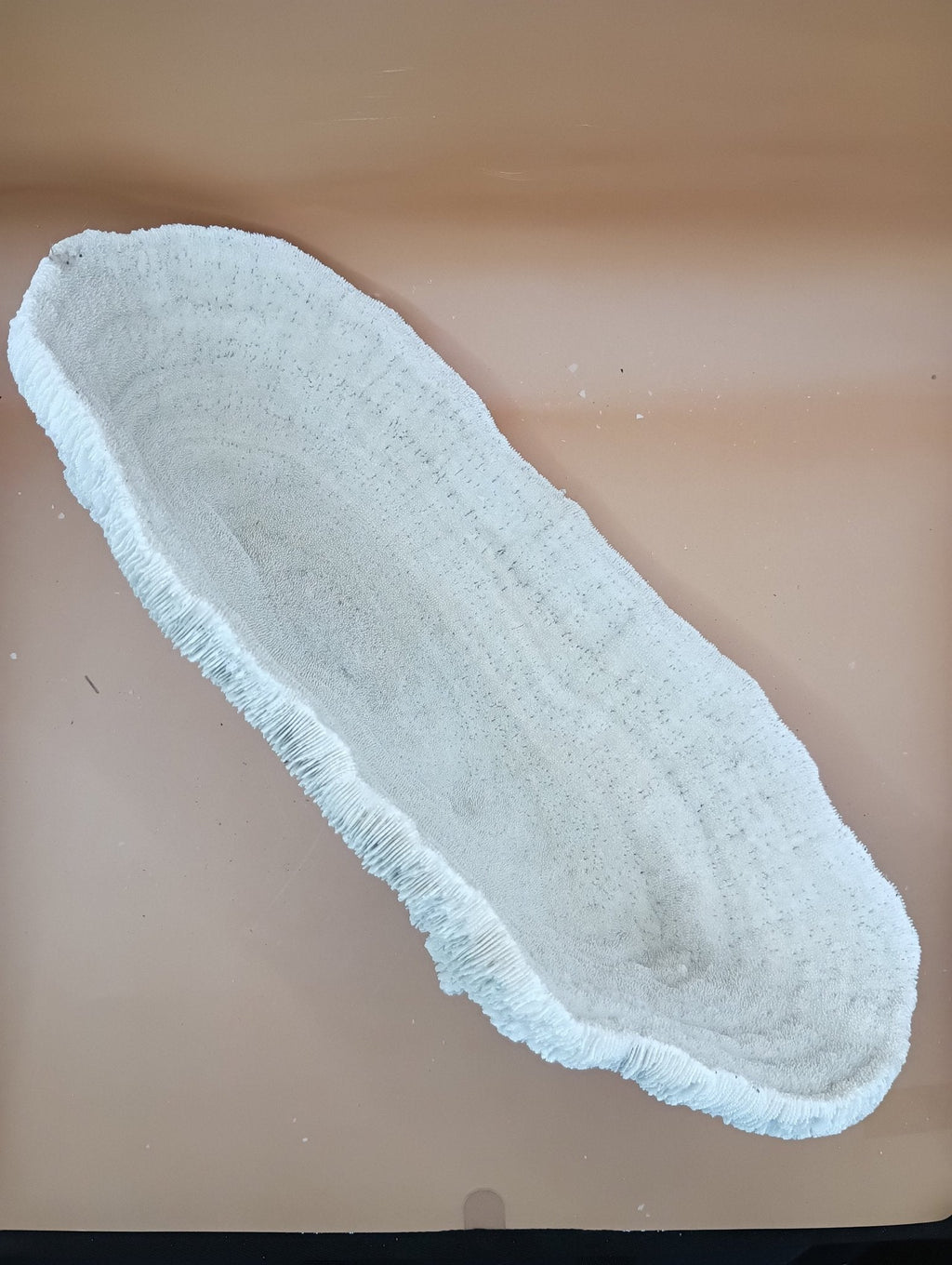 Tongue Mushroom Coral 14" Oblong Bowl Shape, Coral Skeleton