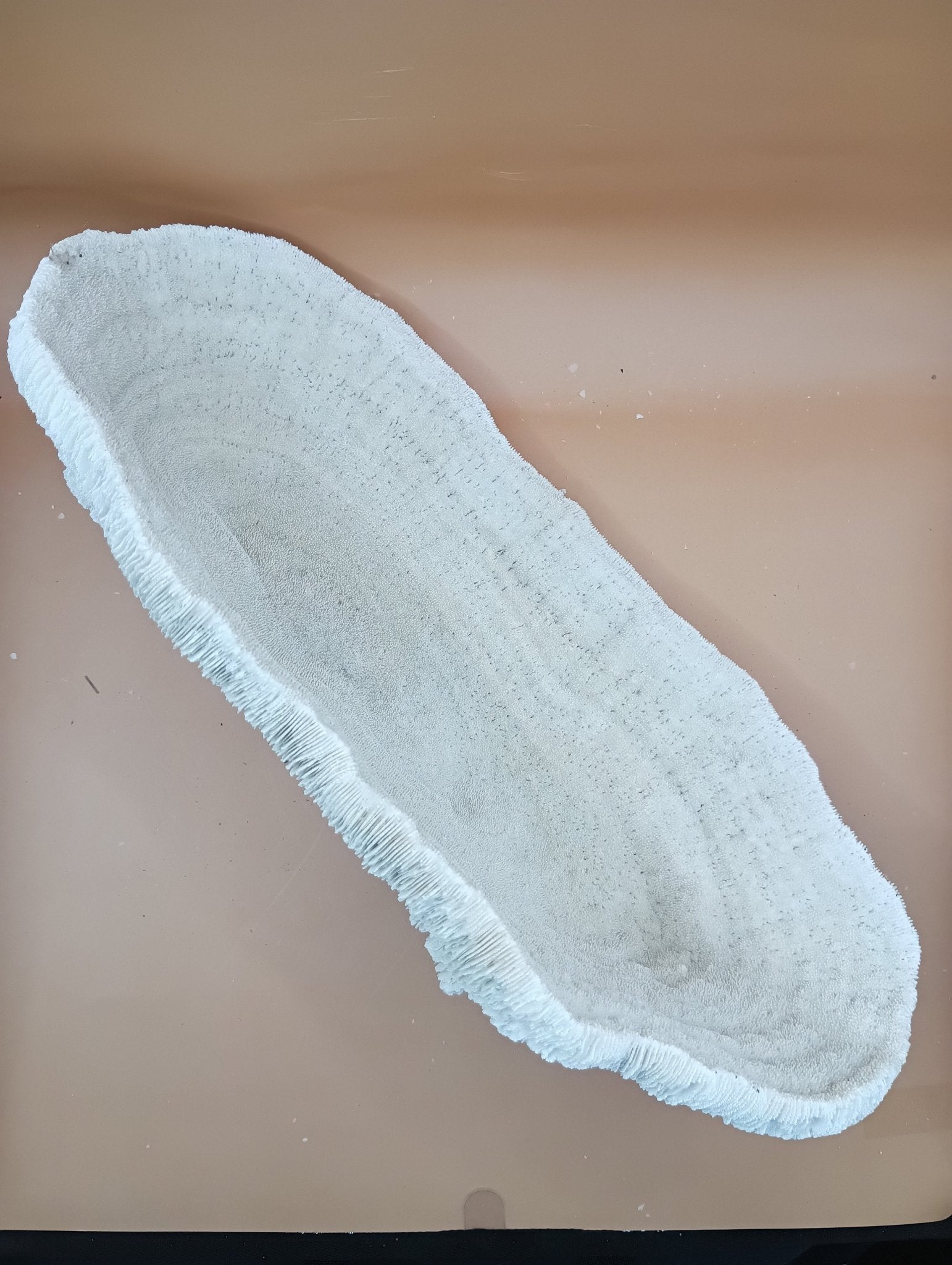Tongue Mushroom Coral 14" Oblong Bowl Shape, Coral Skeleton