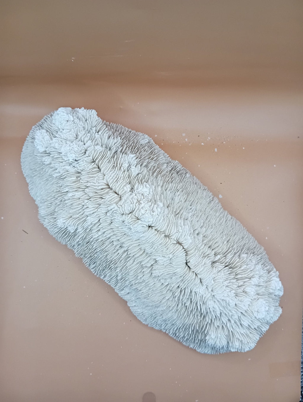 Tongue Mushroom Coral 14" Oblong Bowl Shape, Coral Skeleton
