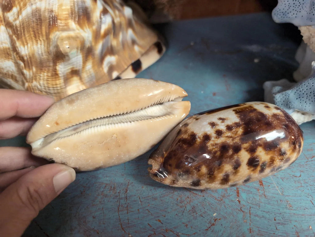Tortoise Cowrie Shell CYPRAEA TESTUDINARIA