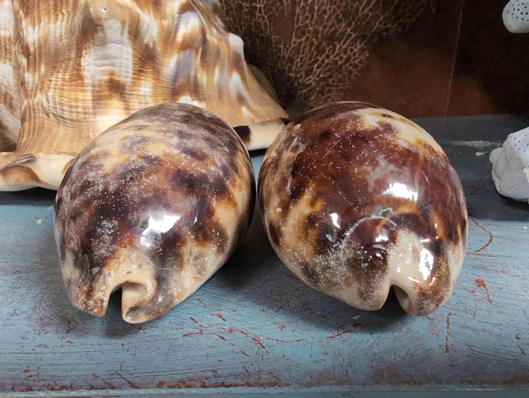 Tortoise Cowrie Shell CYPRAEA TESTUDINARIA