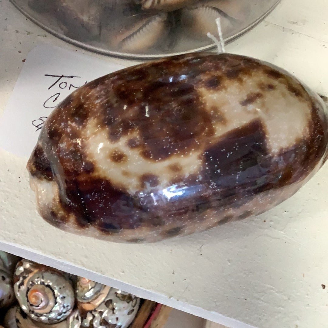 Tortoise Cowrie Shell CYPRAEA TESTUDINARIA