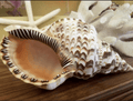 Triton Trumpet Charonia Variegata Display Shell