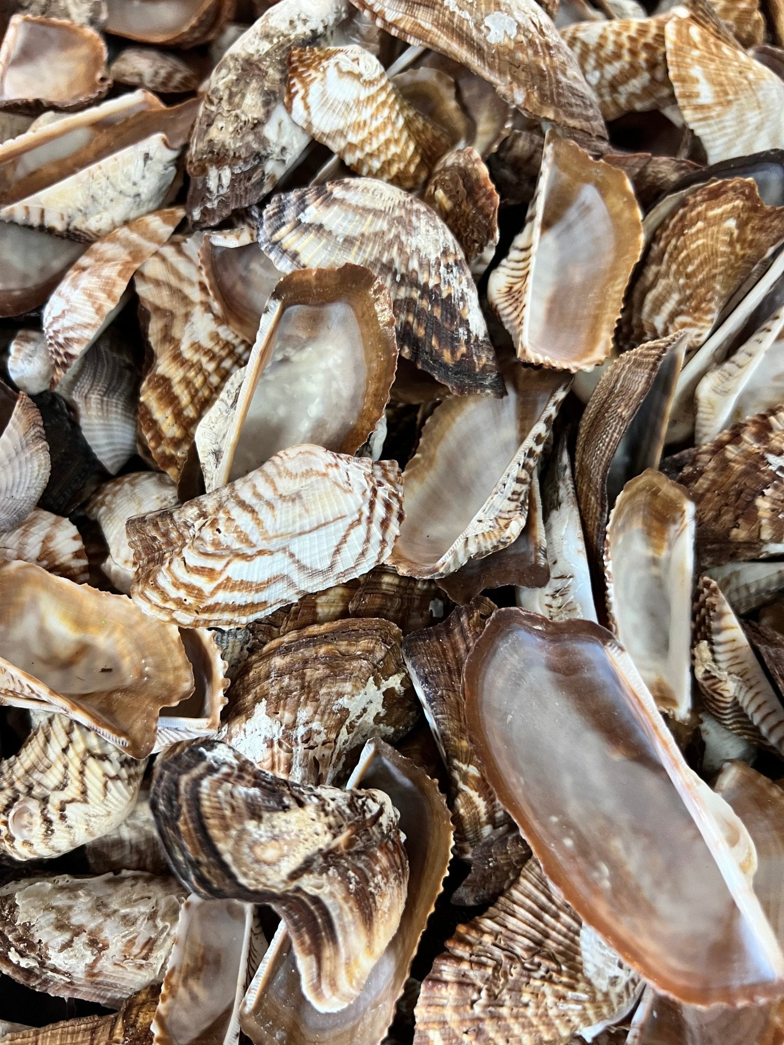 Turkey Wing Shell