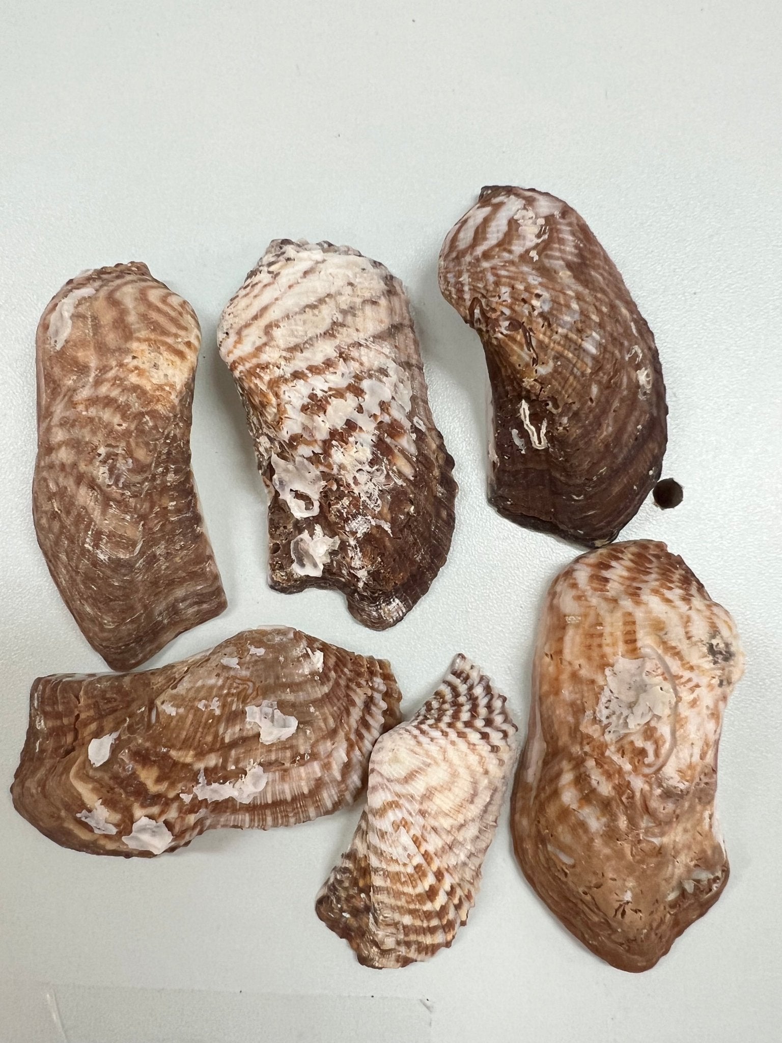 Turkey Wing Shell