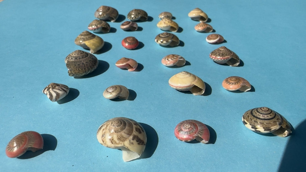 Umbonium vestiarium Inch and Under Variety Lot of Seashells