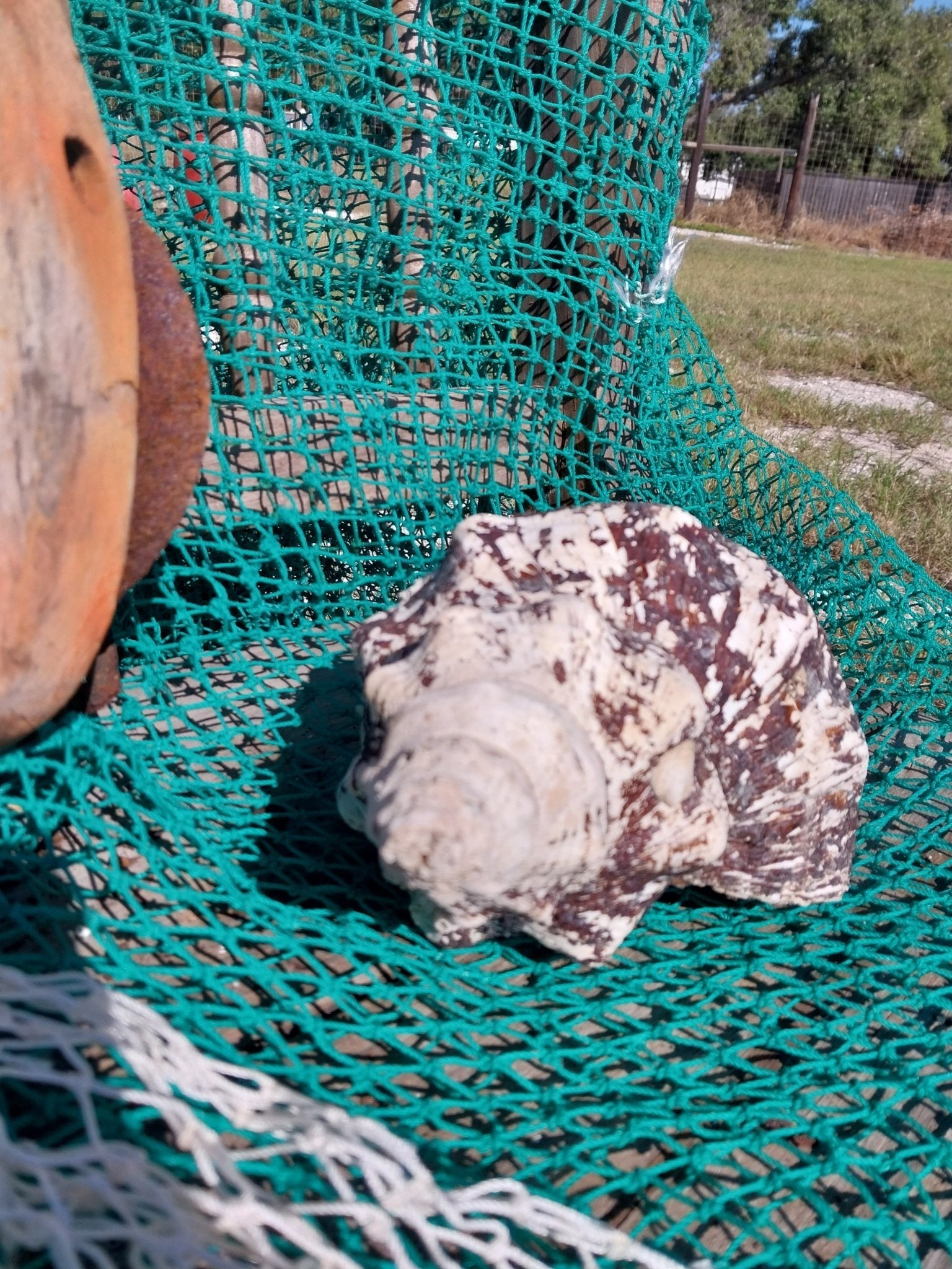 Vintage Horse Conch with Periostracum- 12"