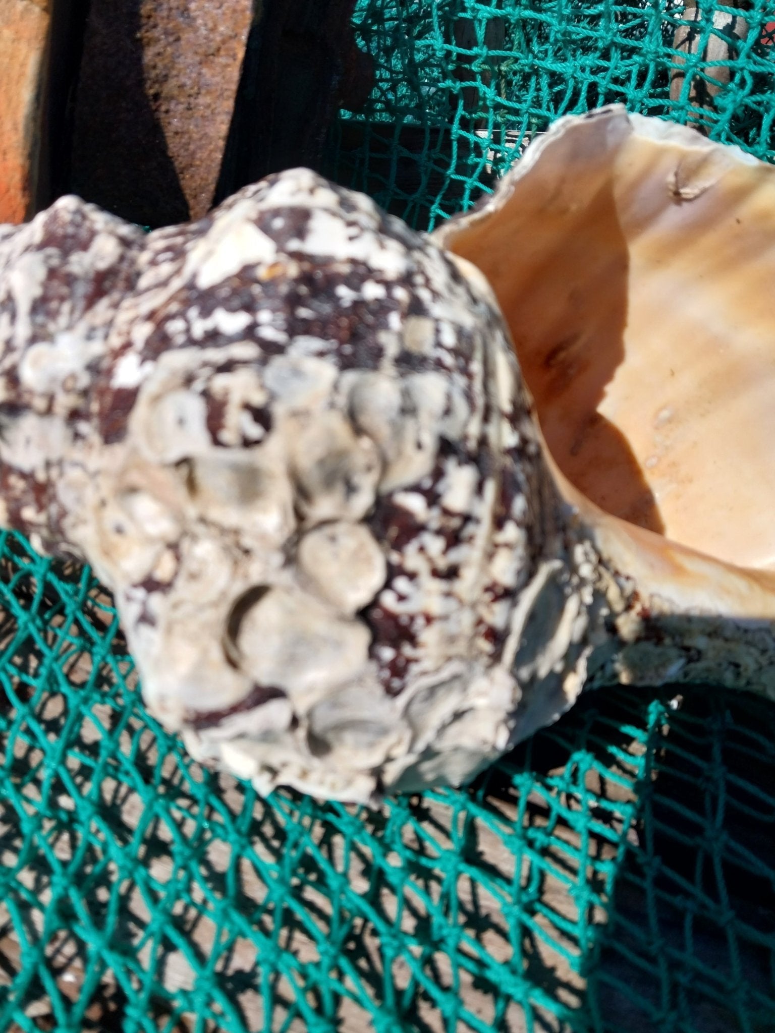 Vintage Horse Conch with Periostracum- 12"