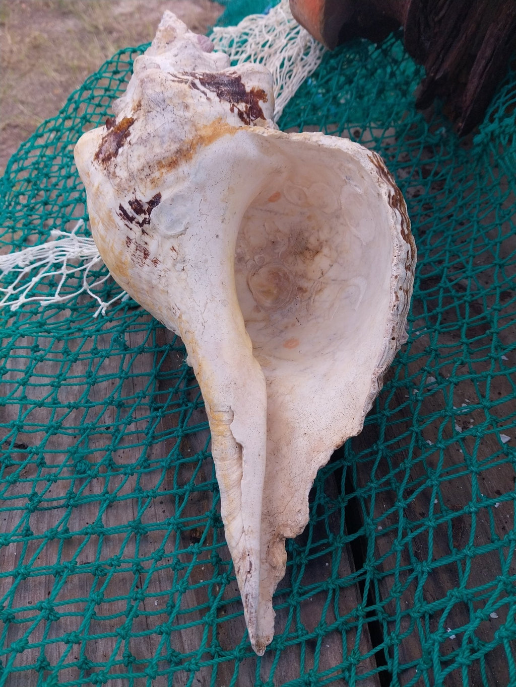 Vintage Horse Conch Shell with Periostracum – Triplofusus giganteus 13" Display Accent