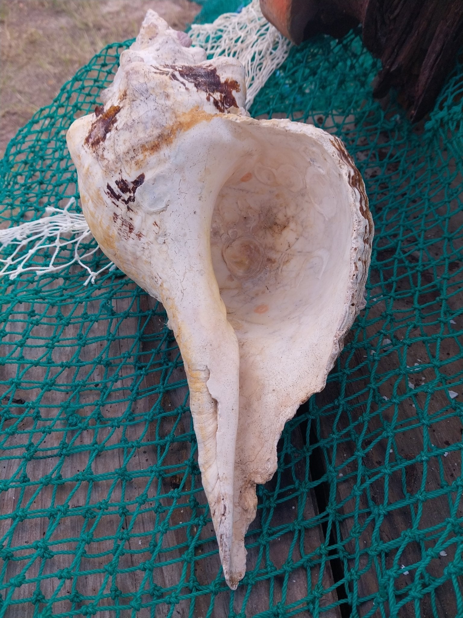 Vintage Horse Conch Shell with Periostracum – Triplofusus giganteus 13" Display Accent