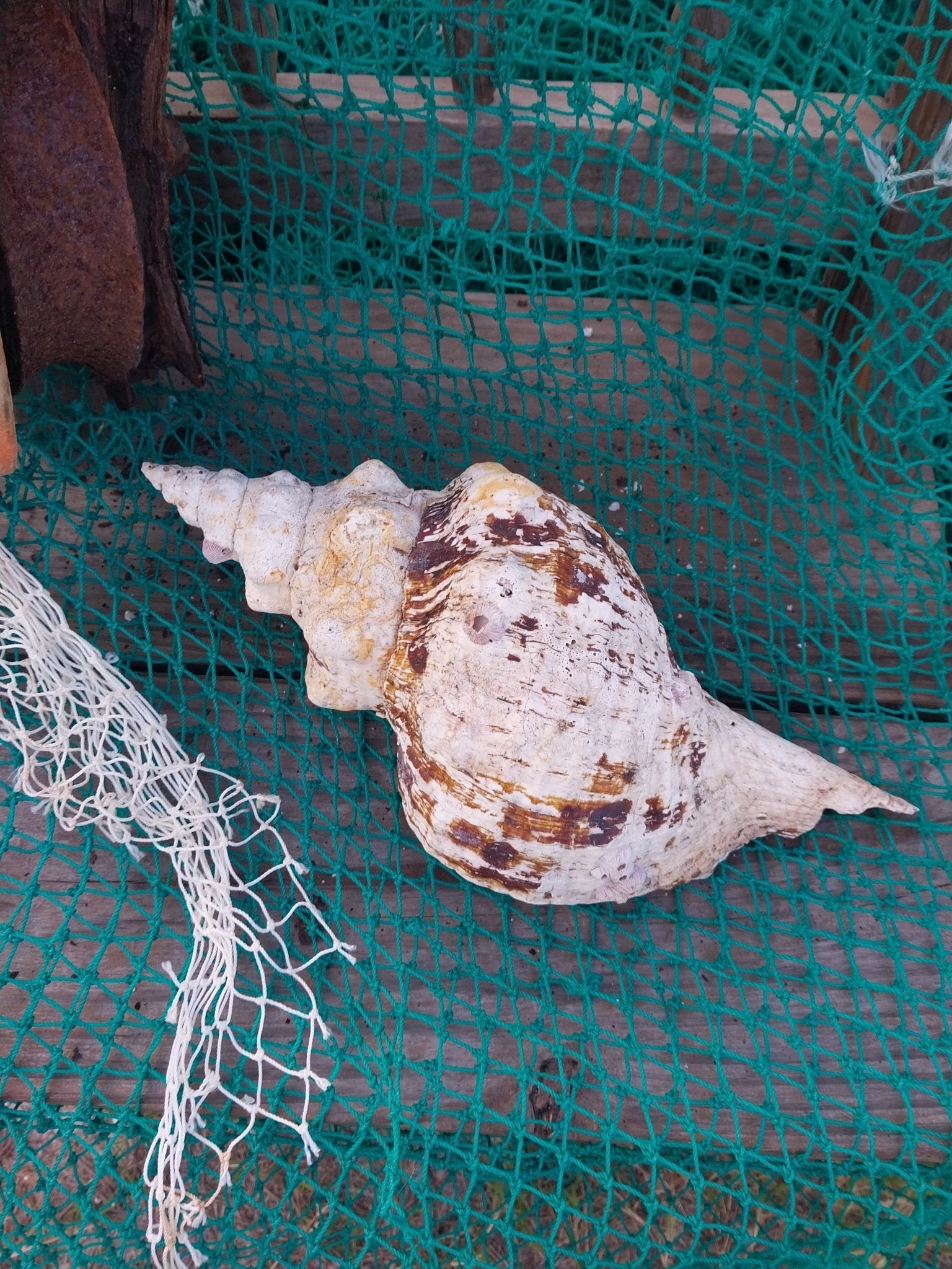 Vintage Horse Conch Shell with Periostracum – Triplofusus giganteus 13" Display Accent