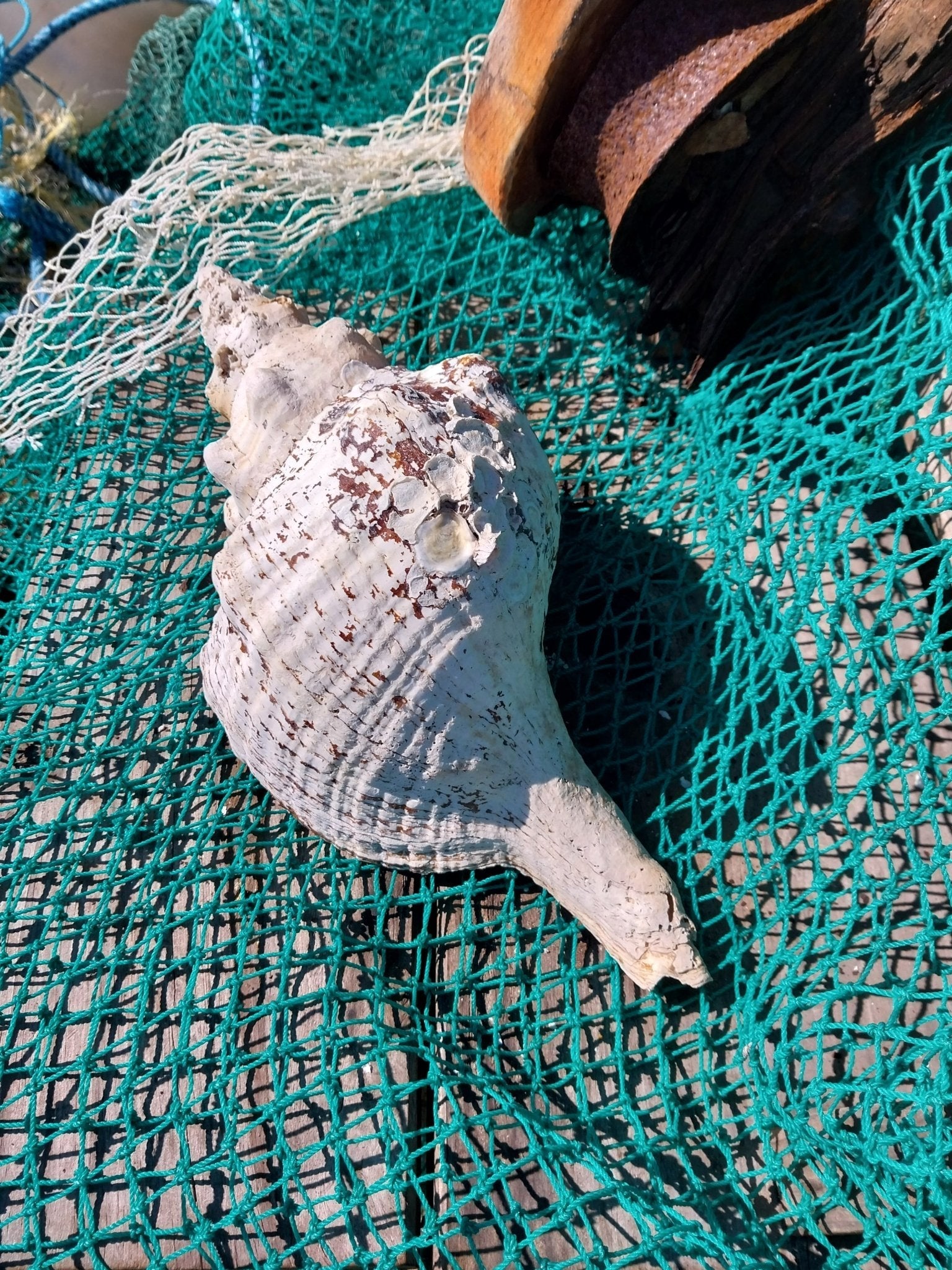 Vintage Horse Conch with Periostracum- 13"