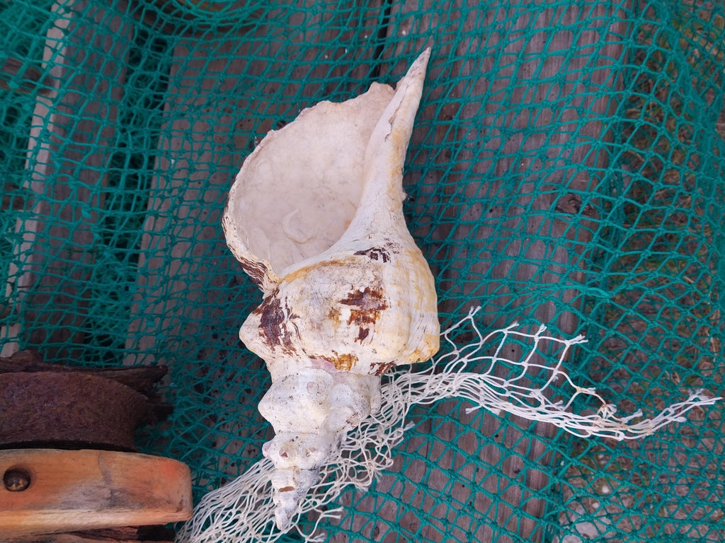 Vintage Horse Conch Shell with Periostracum – Triplofusus giganteus 13" Display Accent