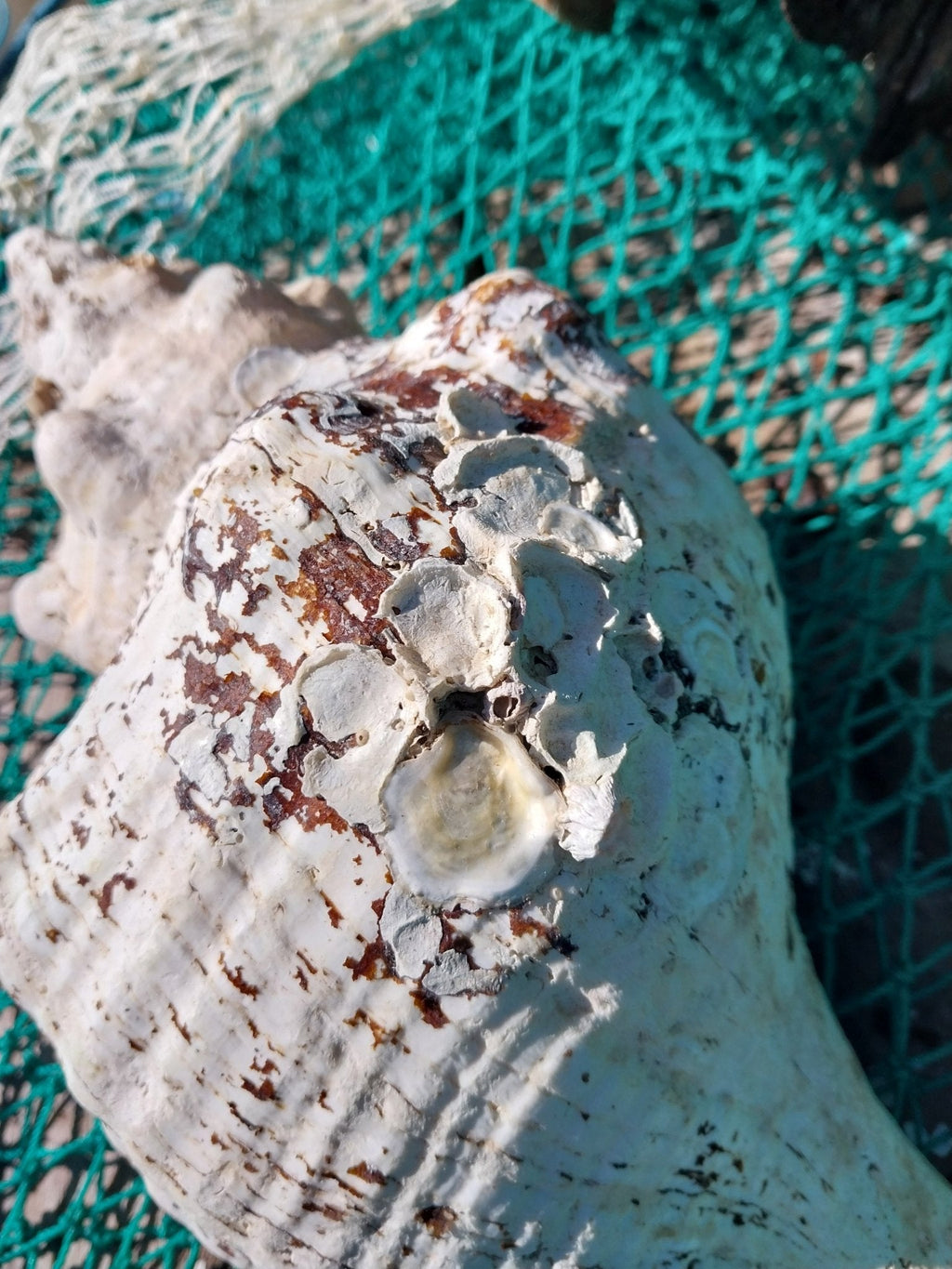 Vintage Horse Conch with Periostracum- 13"