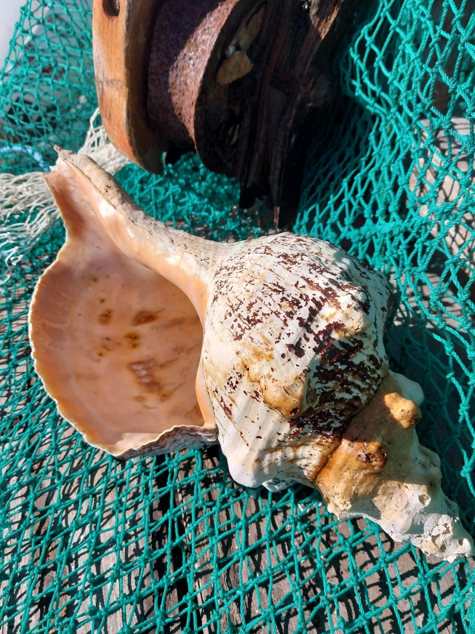 Vintage Horse Conch with Periostracum- 13"