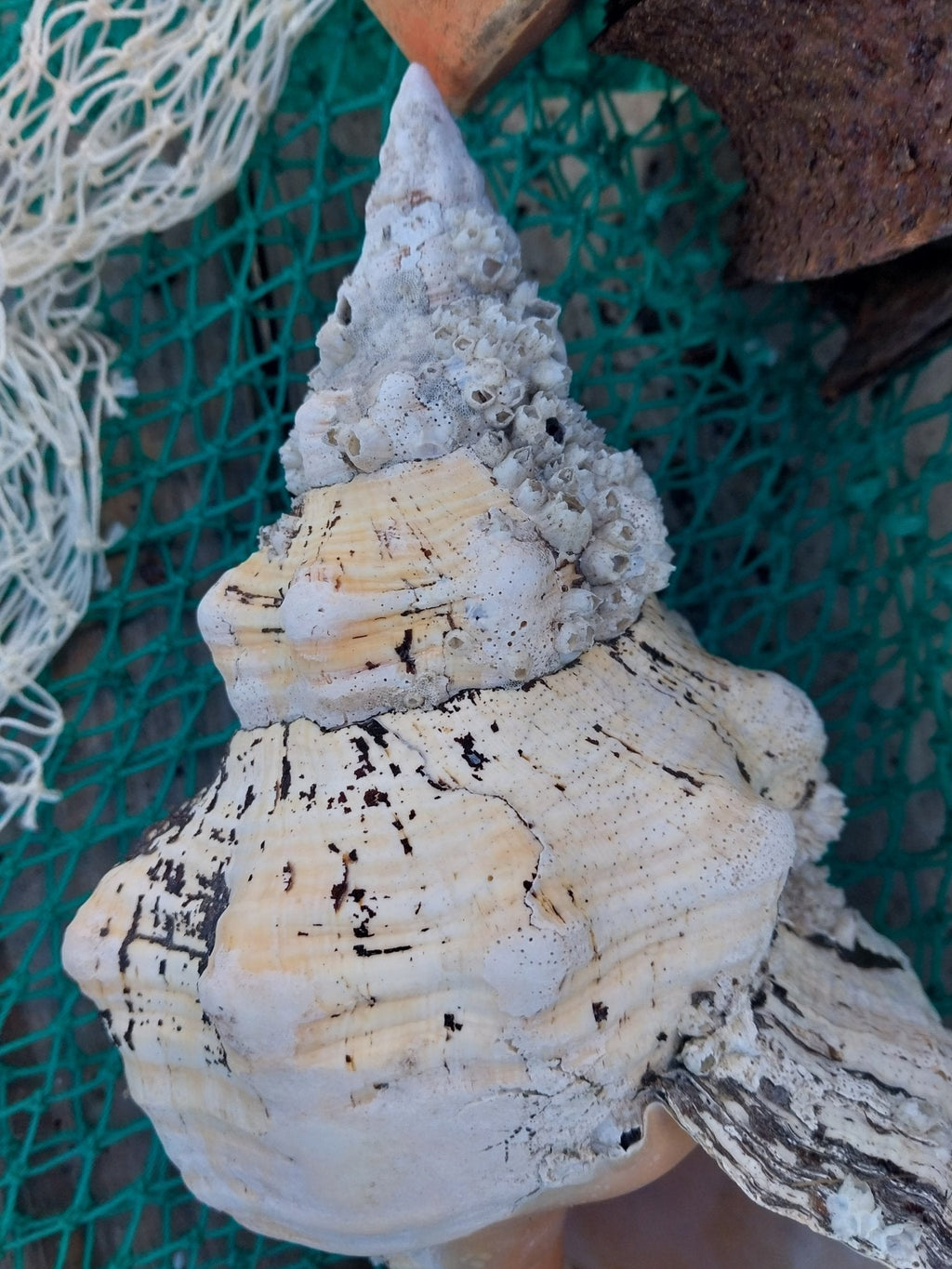 Vintage Horse Conch Shell with Periostracum – Triplofusus giganteus 14" Coastal Display
