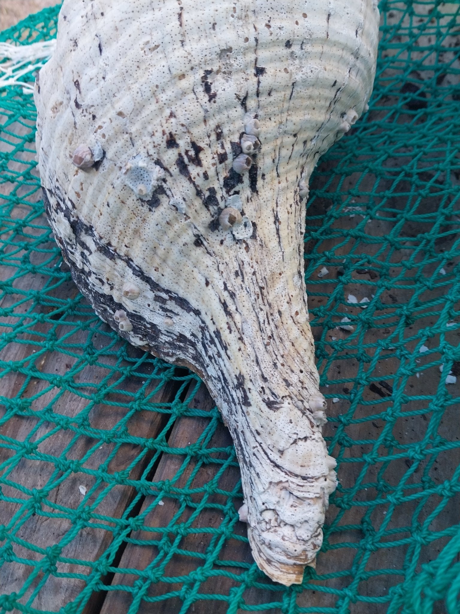 Vintage Horse Conch Shell with Periostracum – Triplofusus giganteus 14" Coastal Display