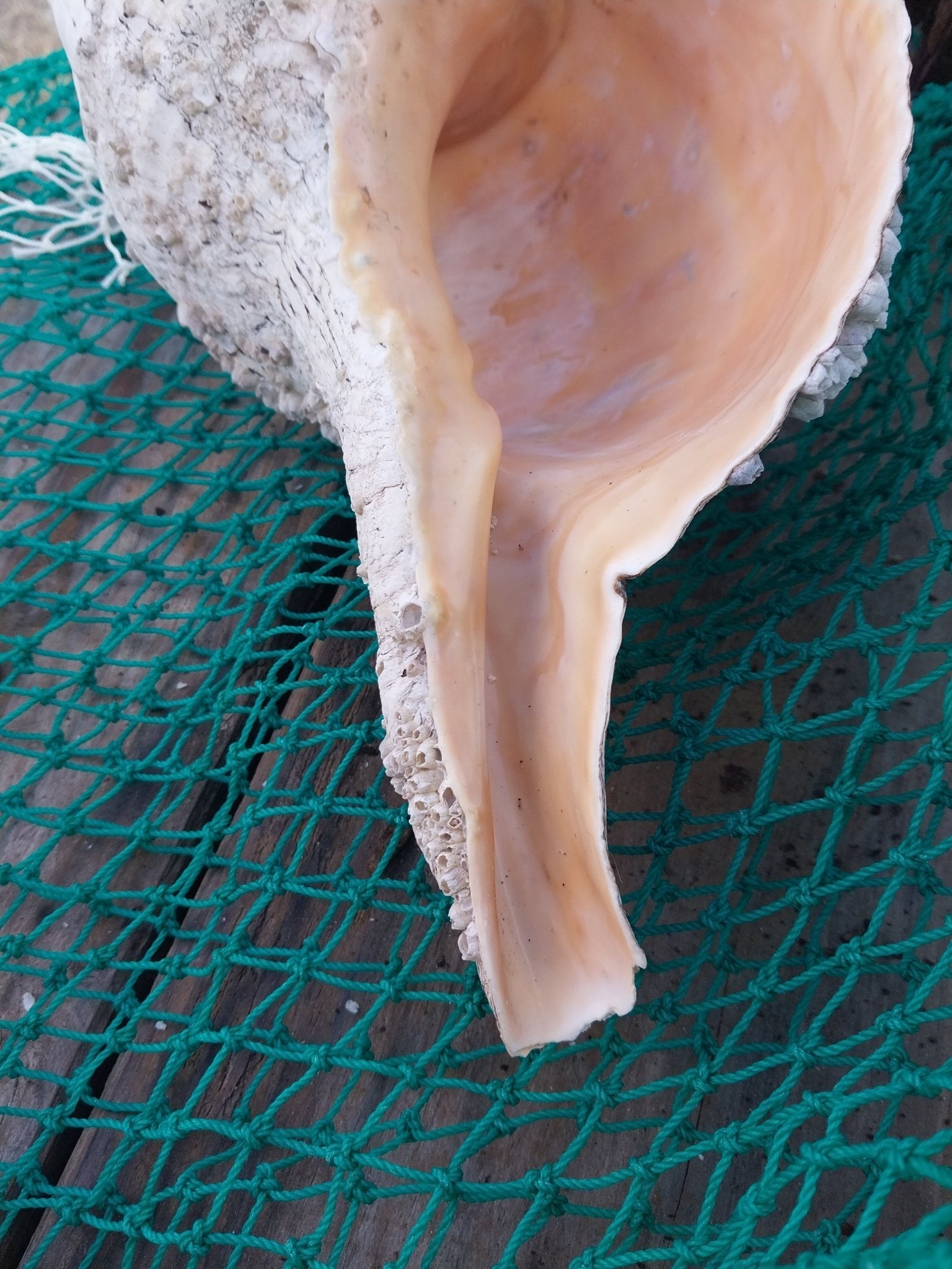 Vintage Horse Conch Shell with Periostracum – Triplofusus giganteus 15" Display Accent