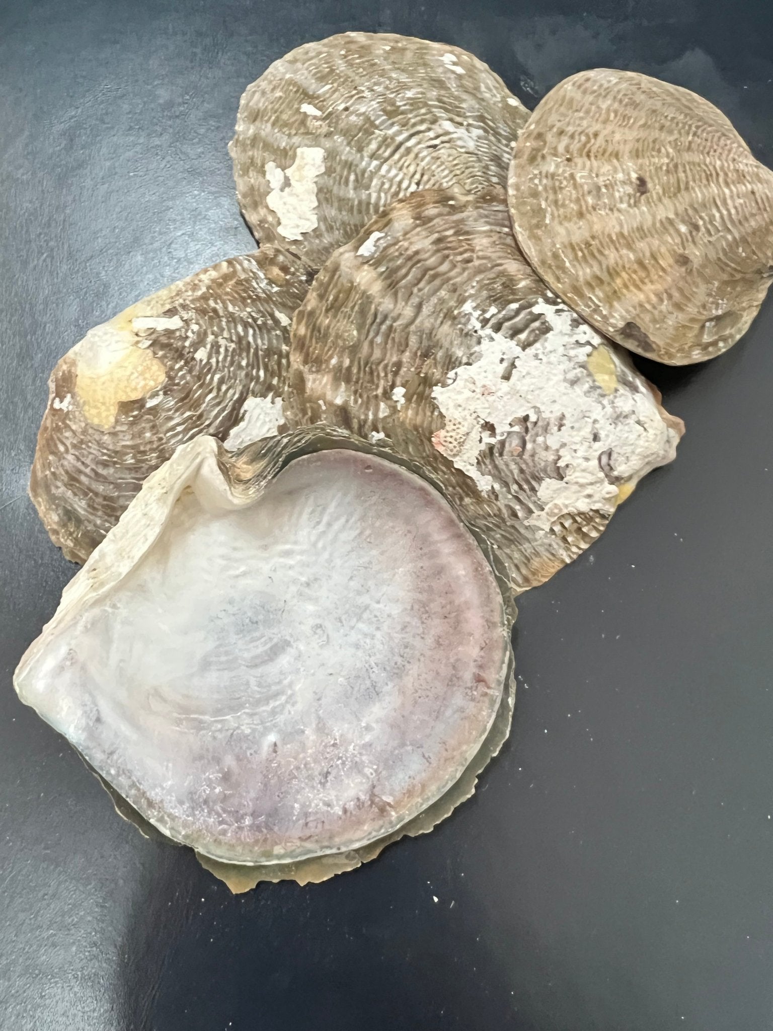 Vintage Raw Mother Of Pearl Shell