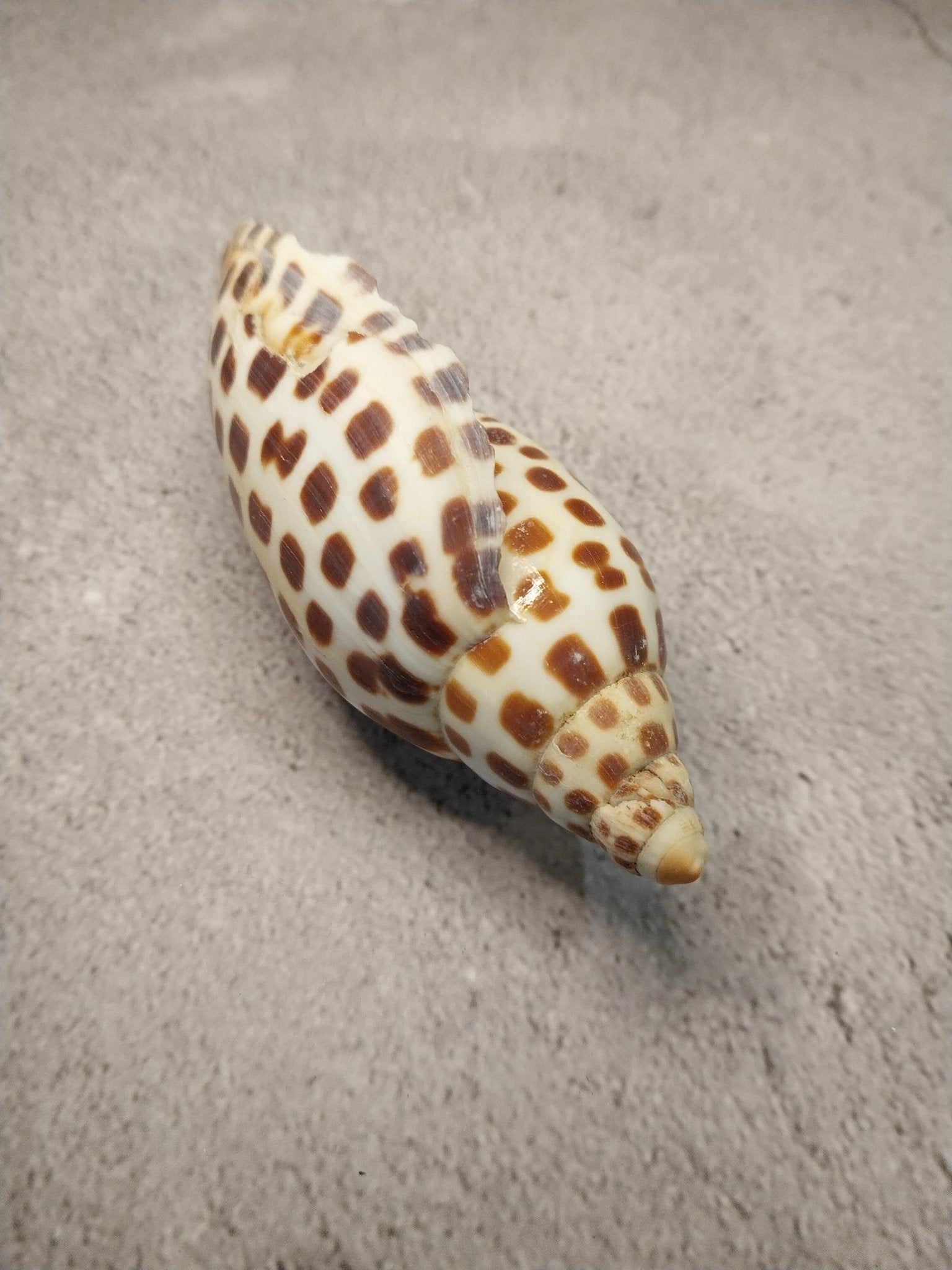Vintage Scaphella Junonia Shell 4"x1.6" | Spotted Coastal Display Shell