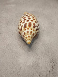 Vintage Scaphella Junonia Shell 4"x1.6" | Spotted Coastal Display Shell