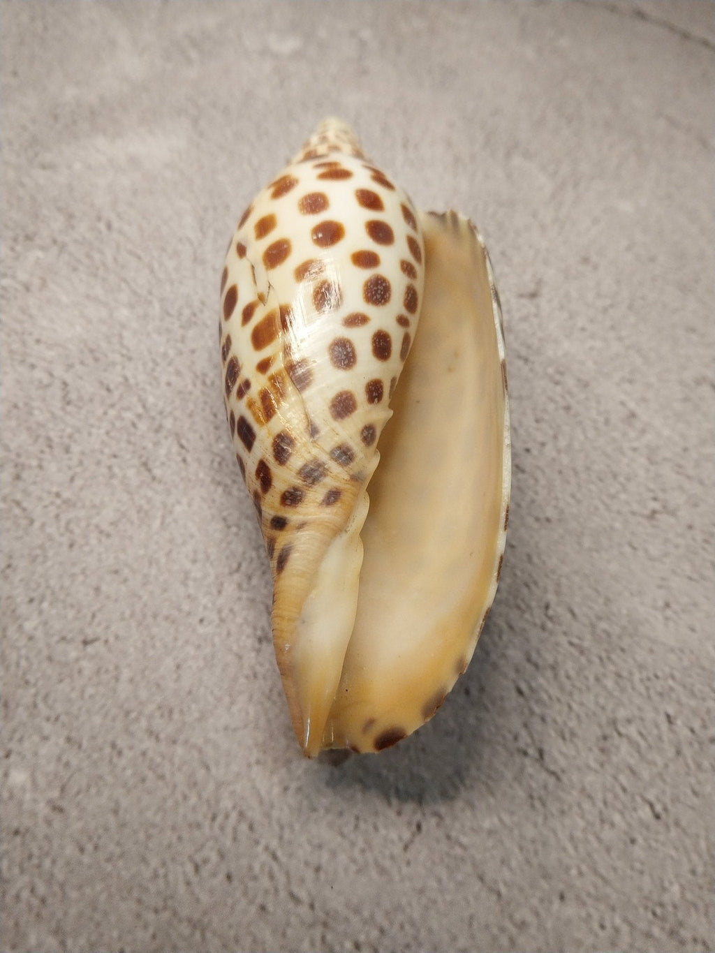 Vintage Scaphella Junonia Shell 4"x1.6" | Spotted Coastal Display Shell