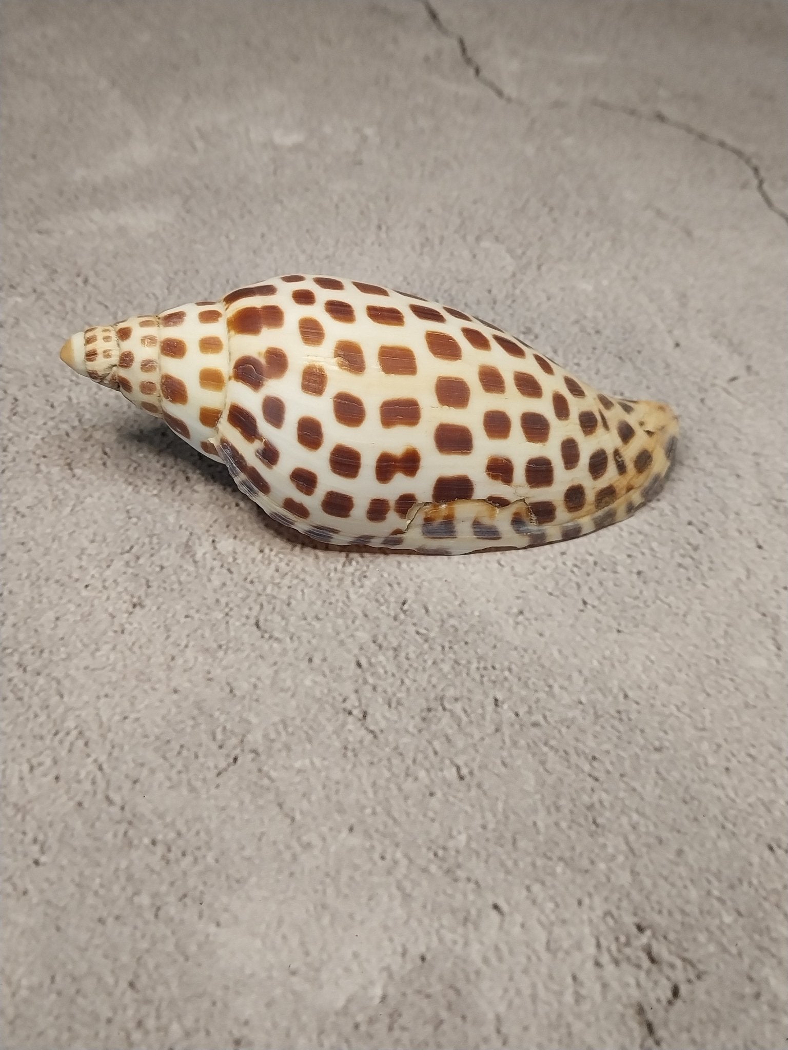 Vintage Scaphella Junonia Shell 4"x1.6" | Spotted Coastal Display Shell