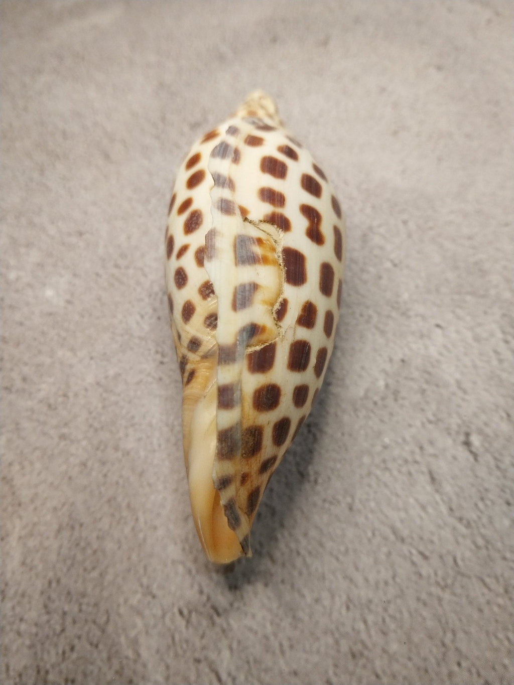 Vintage Scaphella Junonia Shell 4"x1.6" | Spotted Coastal Display Shell