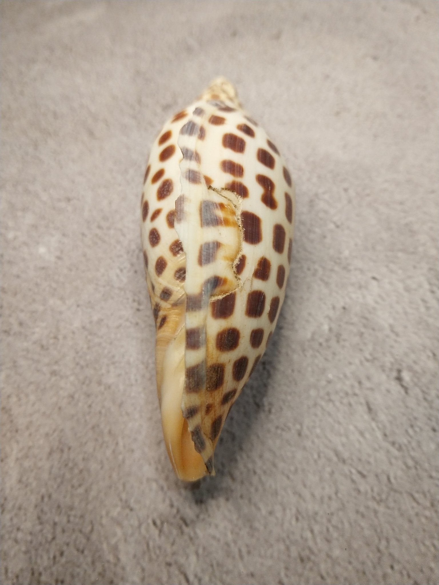 Vintage Scaphella Junonia Shell 4"x1.6" | Spotted Coastal Display Shell
