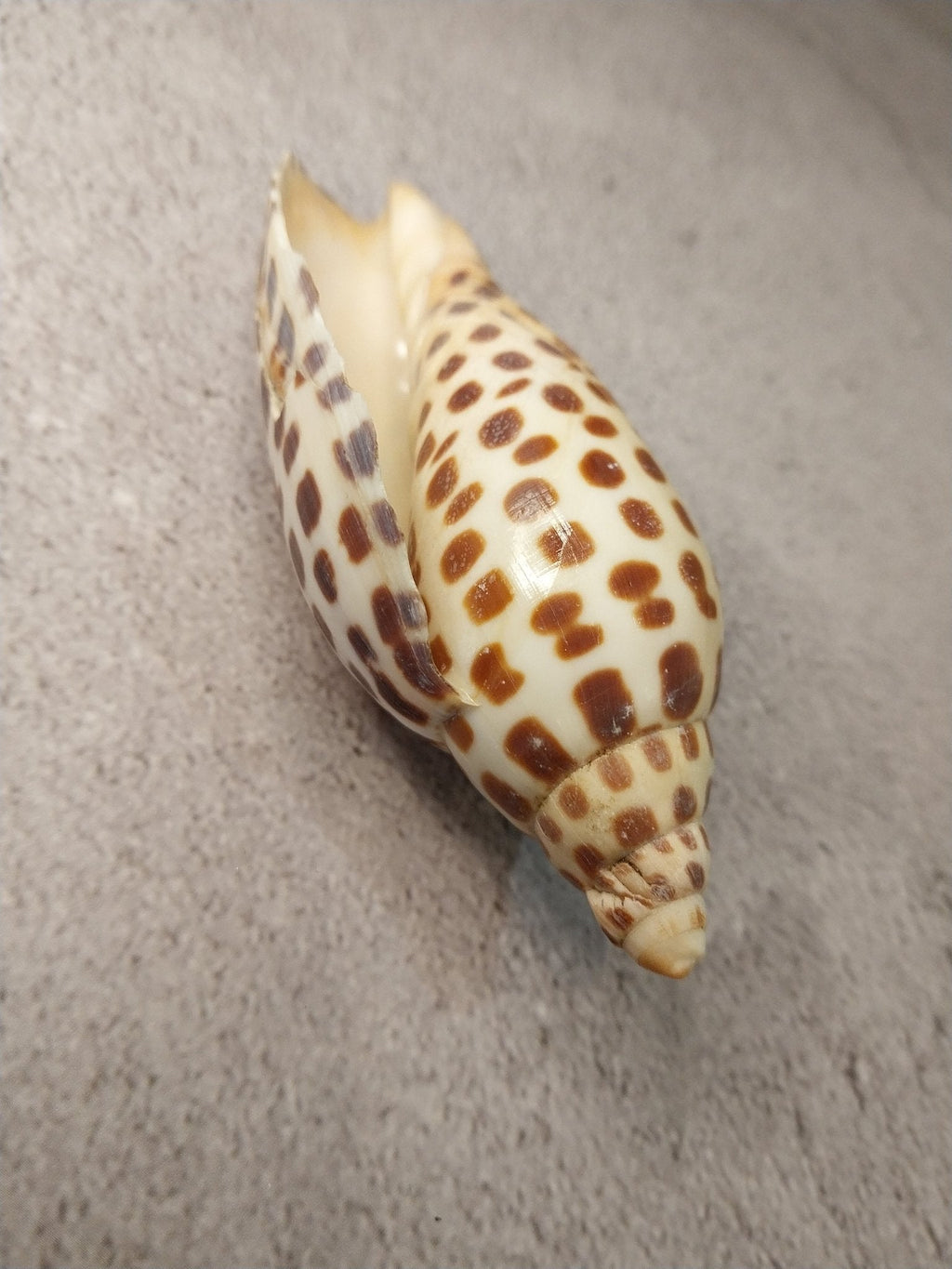 Vintage Scaphella Junonia Shell 4"x1.6" | Spotted Coastal Display Shell