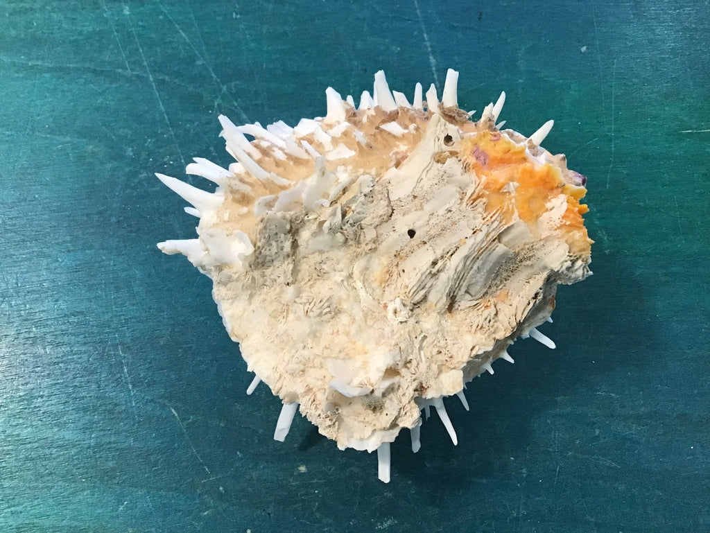 Vintage Spondylus 4"